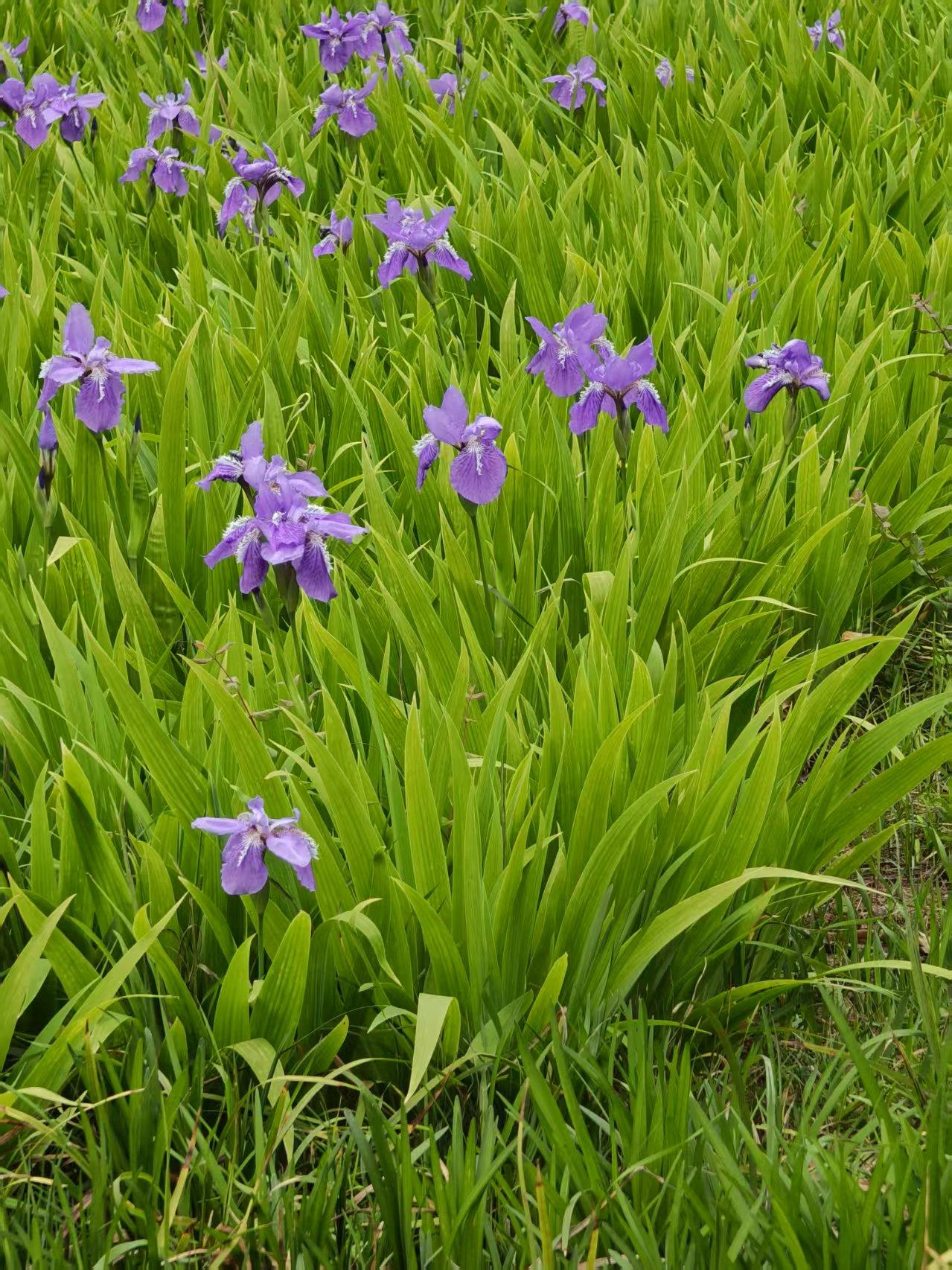 路上看到的春日街景一片紫色的花海，点缀在绿草间，春日紫色的鸢尾花⚜️浪漫绽放。