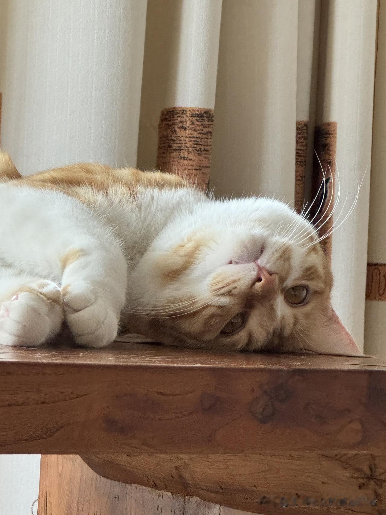 分享一张你家猫咪睡觉的可爱照片阳光下惬意的小橘子！