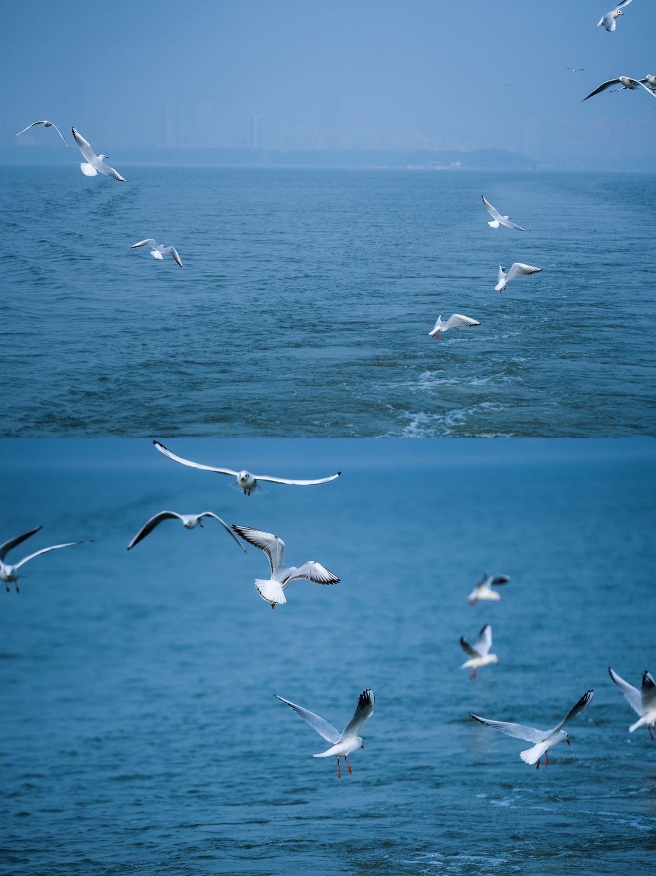 不是海边不是云南，是东湖！海鸥飞回来啦！！！一直以为要和海鸥合影得飞奔...