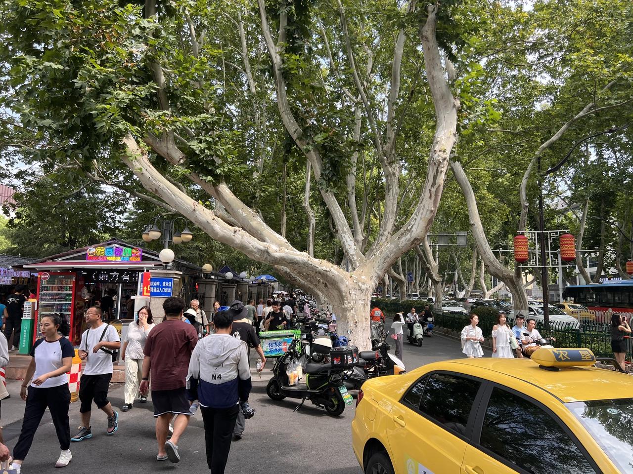 为何说法国梧桐树给南京增添了不一样风采？每座城市都有每一座城市的基因，但有一些城