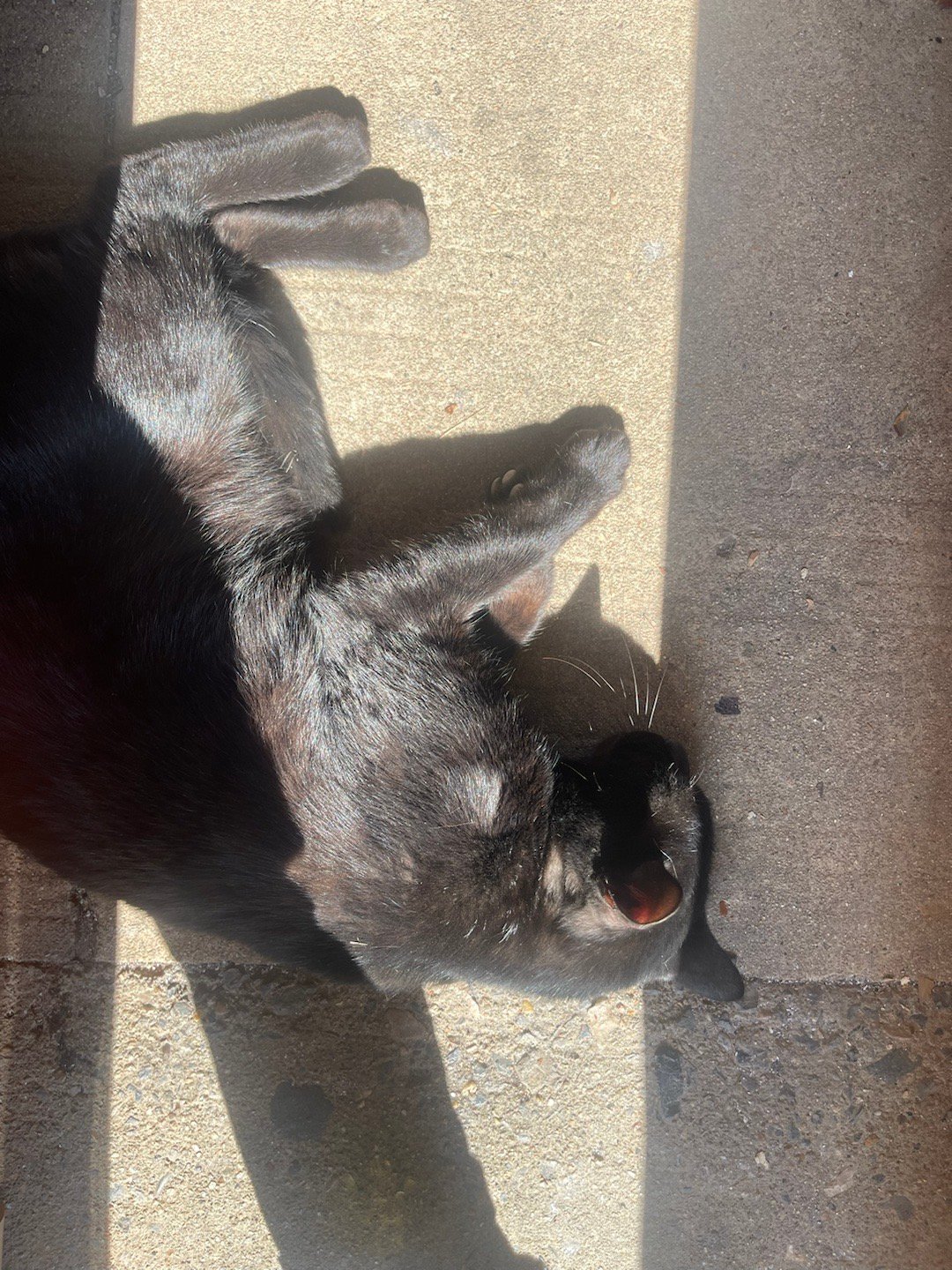 10月最后一天，老六的猫粮吃完了才这么老实，口粮还有两天才到赶紧起来卖车，我去宠