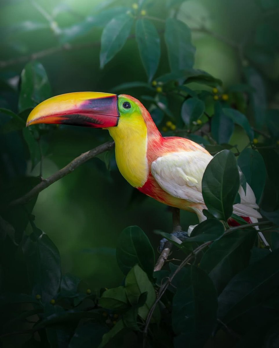 摄影师在哥斯达黎加拍到的一只颜色特殊的巨嘴鸟~~后来评论里有人说自己也在那里拍到