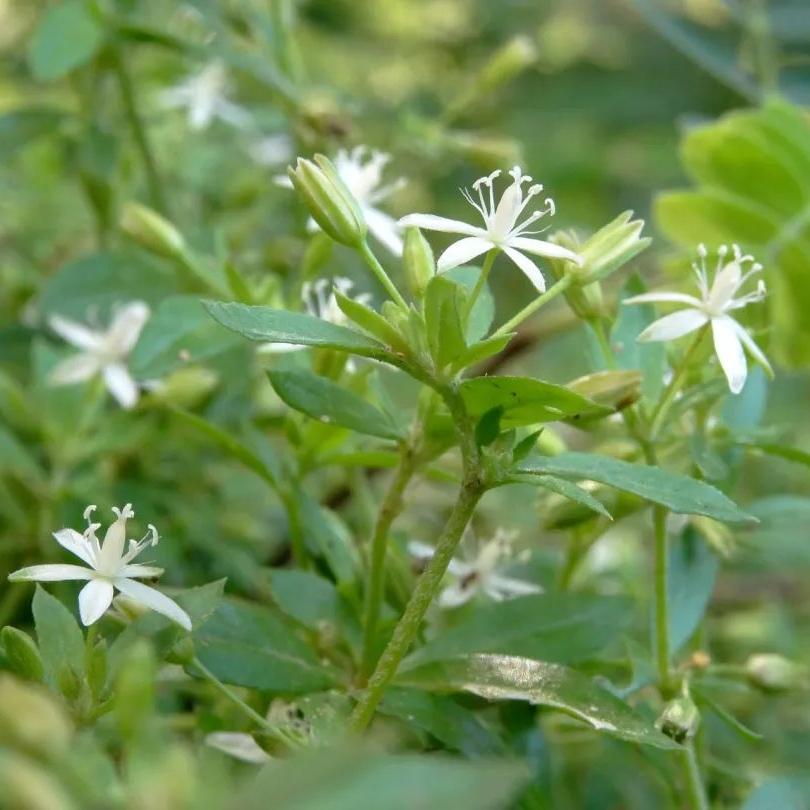 农村路边这株“散结草”，老人称“肿瘤草”，煮水喝对能破结节

深山里，道路旁，溪