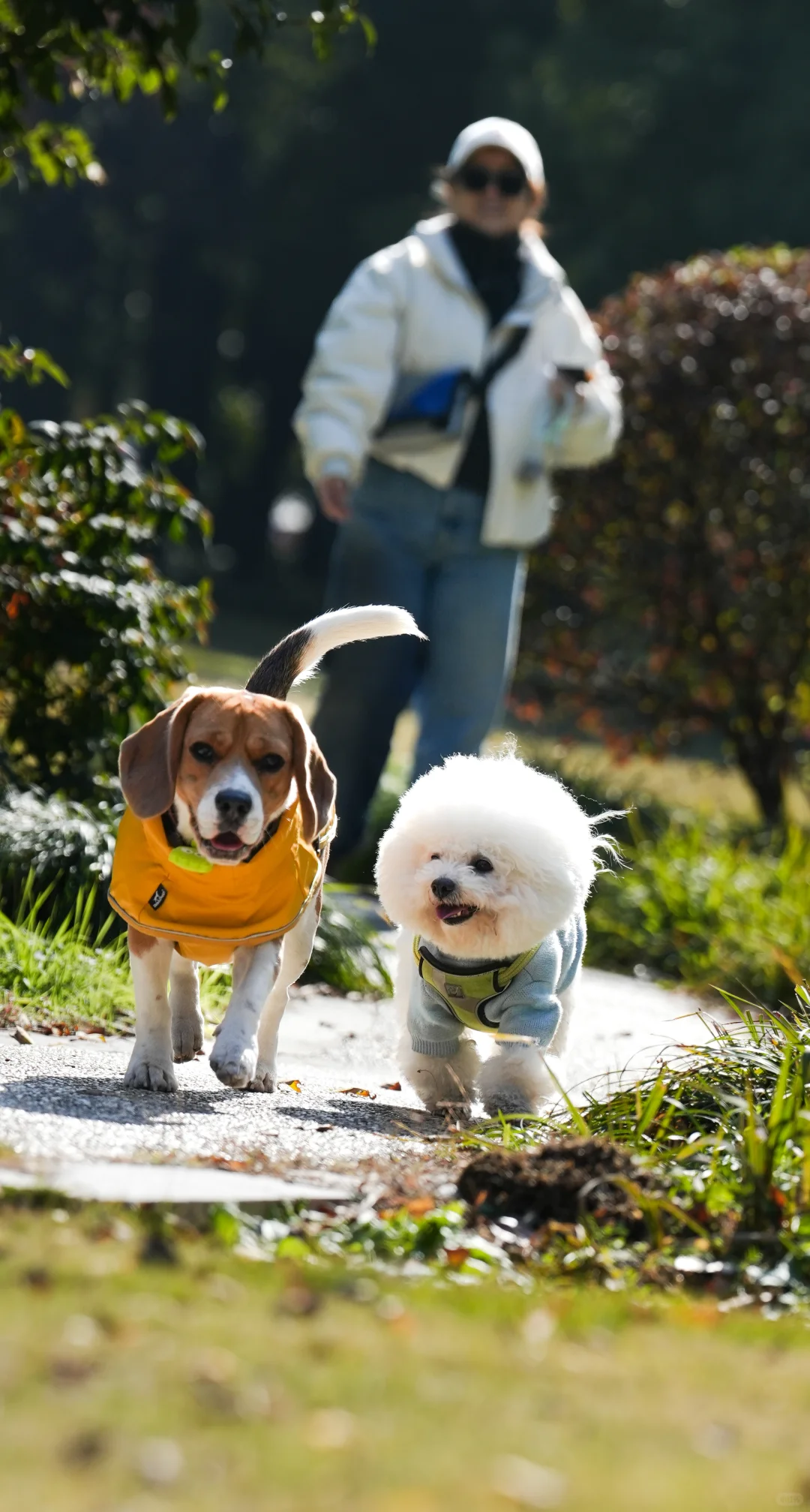 布鲁酱：给大家介绍一下我的好朋友小尾巴