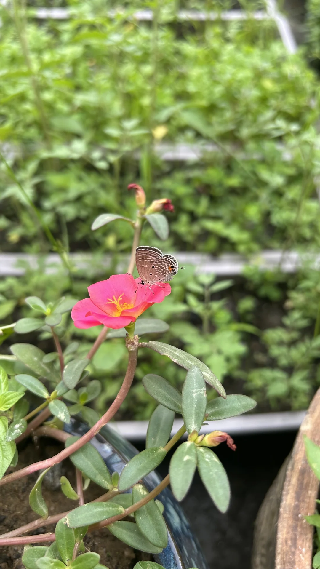 种菜，傍边小红花喧宾夺主了