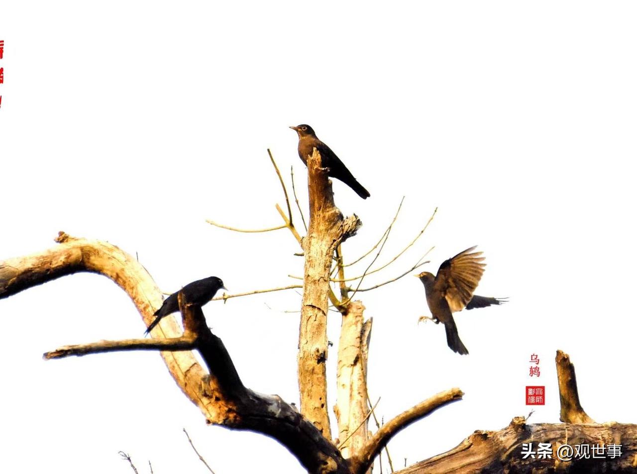树上鸟鸣图