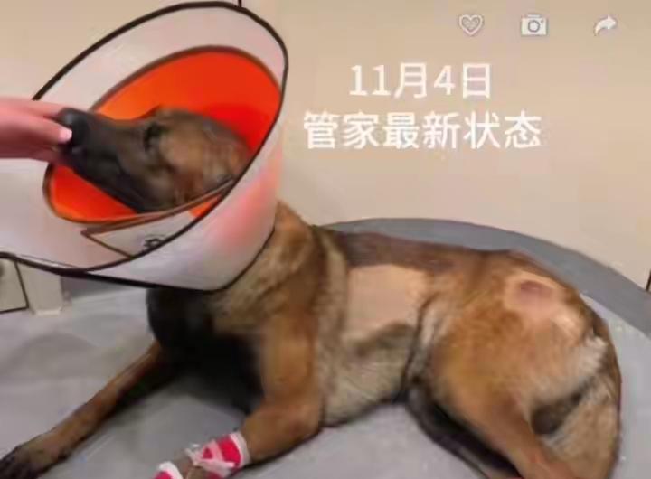 “必须让他付出代价！”杭州青山湖马犬遭男子酒瓶砖块疯狂殴打一事持续引发全网震怒。