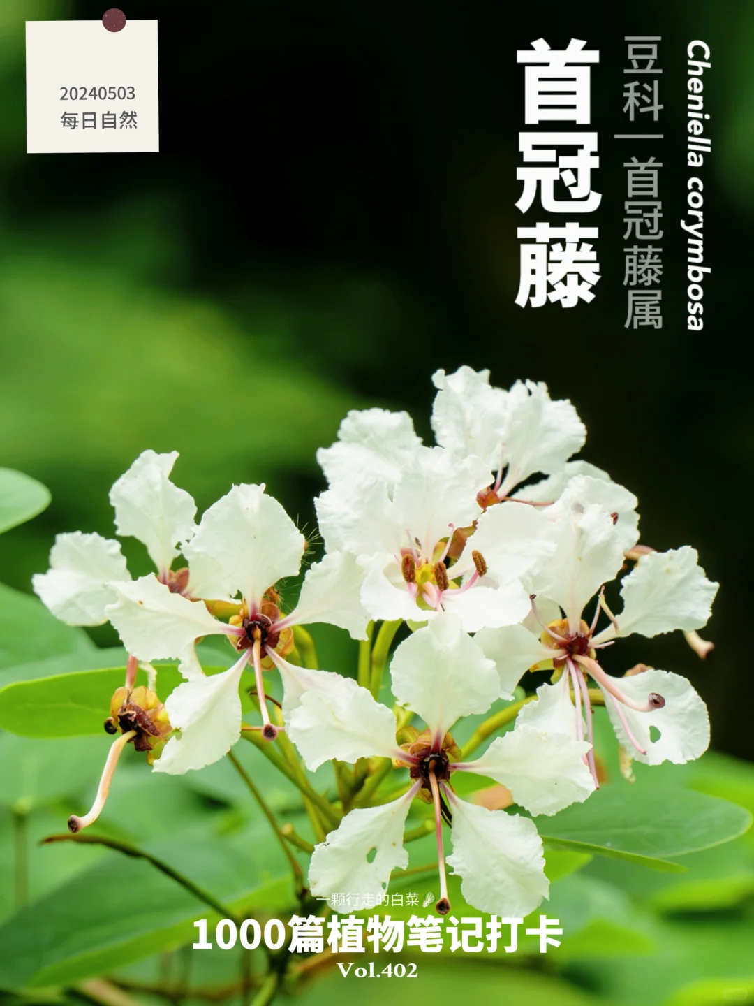 植物笔记402 | 长在藤上的“紫荆花”