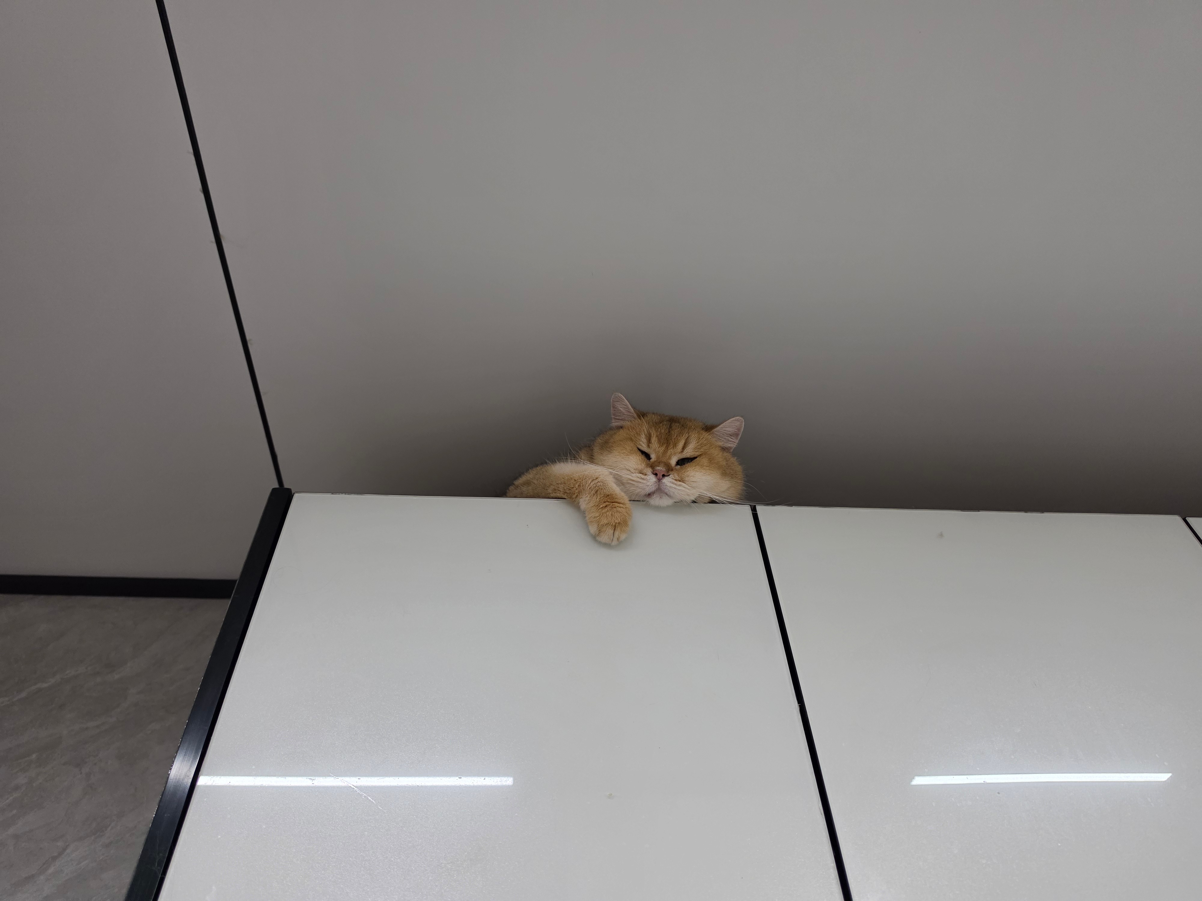 猫宁！今天更新慢主要责任在于豆豆，一早上找不到猫真是见鬼了（挠头）