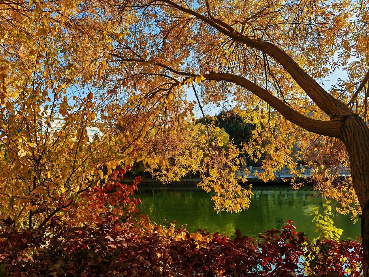经过金秋，绝美色调，人间惊鸿！库尔勒这秋之色调简直了！朋友别吝啬你的脚步，更别让