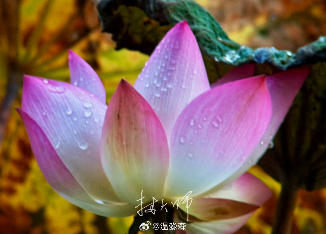 今天“白露”，生活上可考虑：一，收露水，采集晨露煮茶或点眼，去病延年。二，吃“白