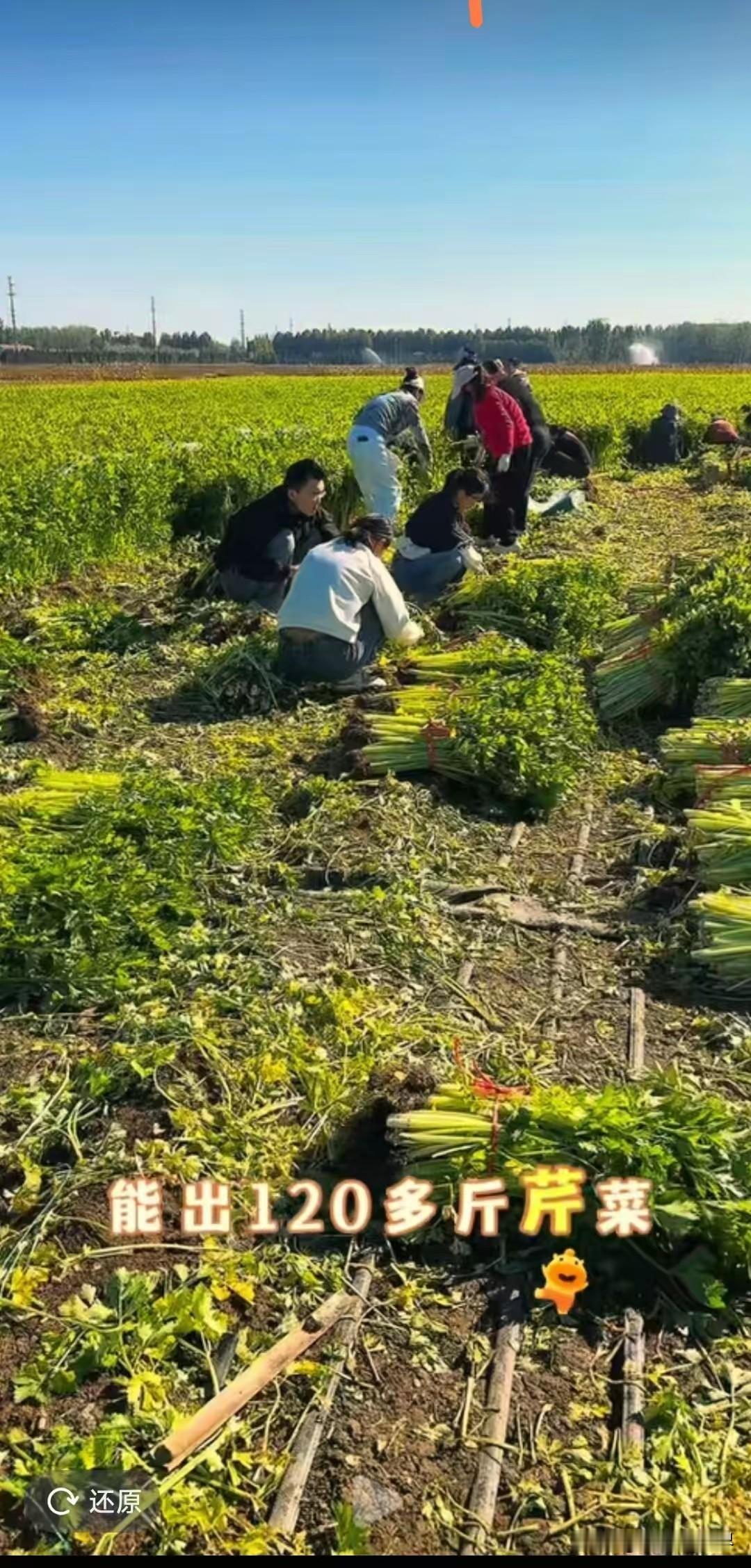 山东老家，这么好的芹菜竟然卖不掉！8分钱一斤都卖不掉！


真是让人心痛啊！辛辛