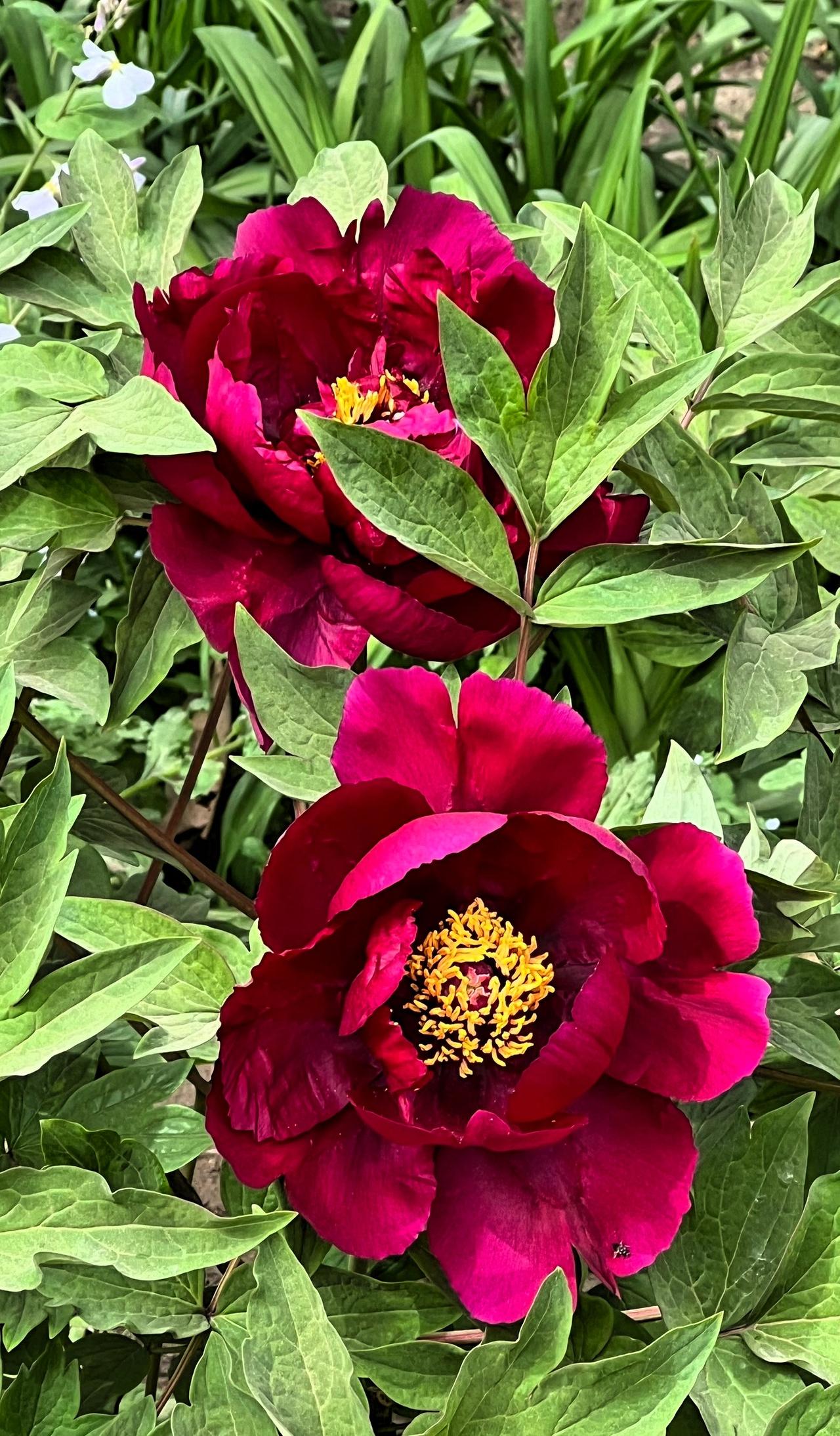 这是我在景山公园里拍摄到的紫红色牡丹花，花朵靓丽迷人，颜色独特又不失典雅高贵。