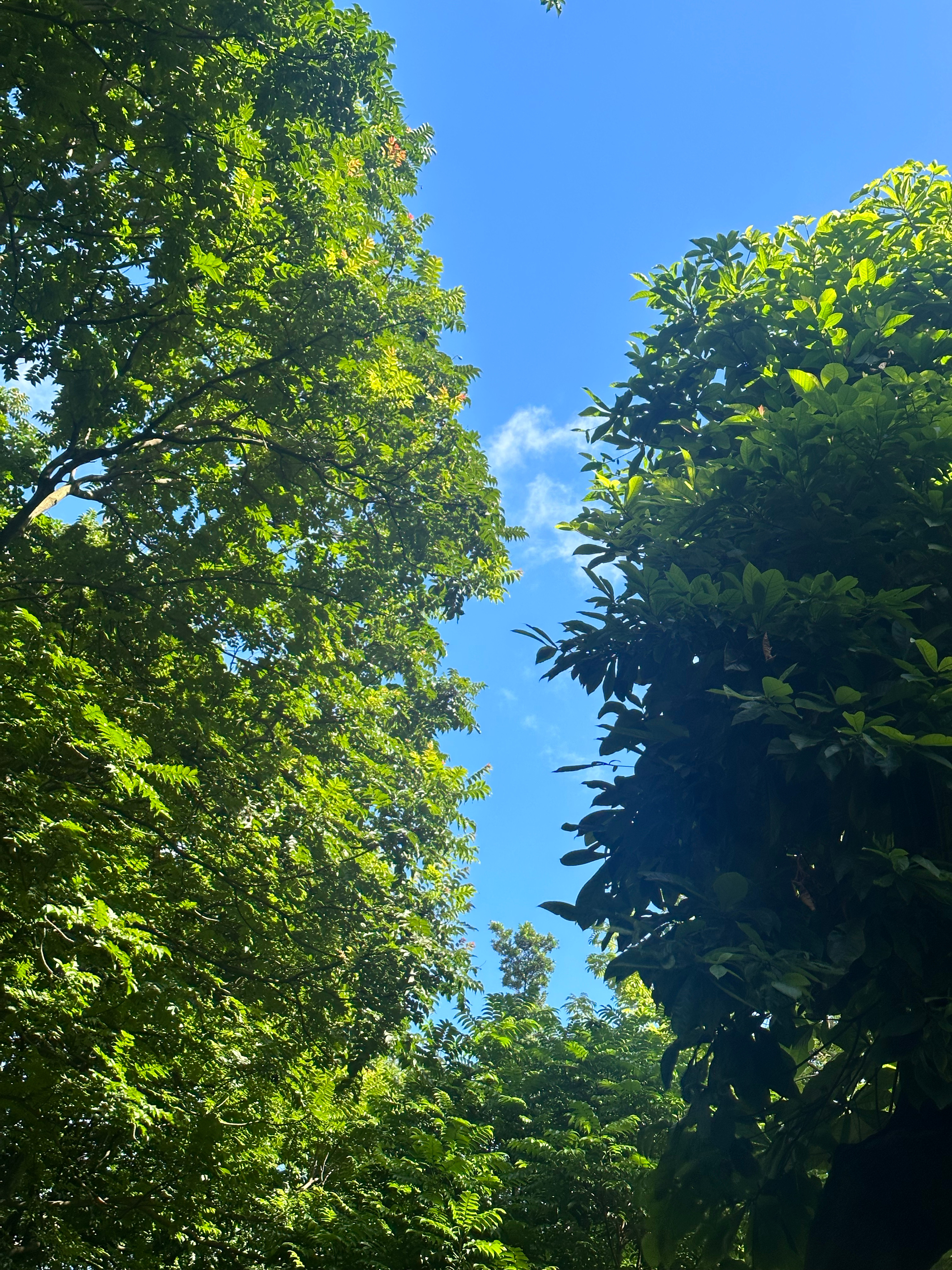 今天下午拍得特地停下脚步感觉接住了一整个盛夏爱这蝉鸣 ，爱这绿意 爱这蓝天与阳光