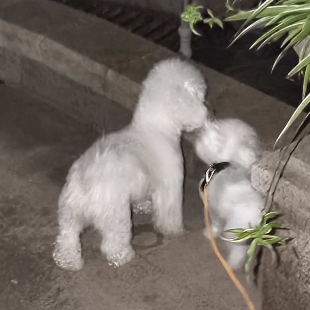 和好朋狗讲悄悄话中 