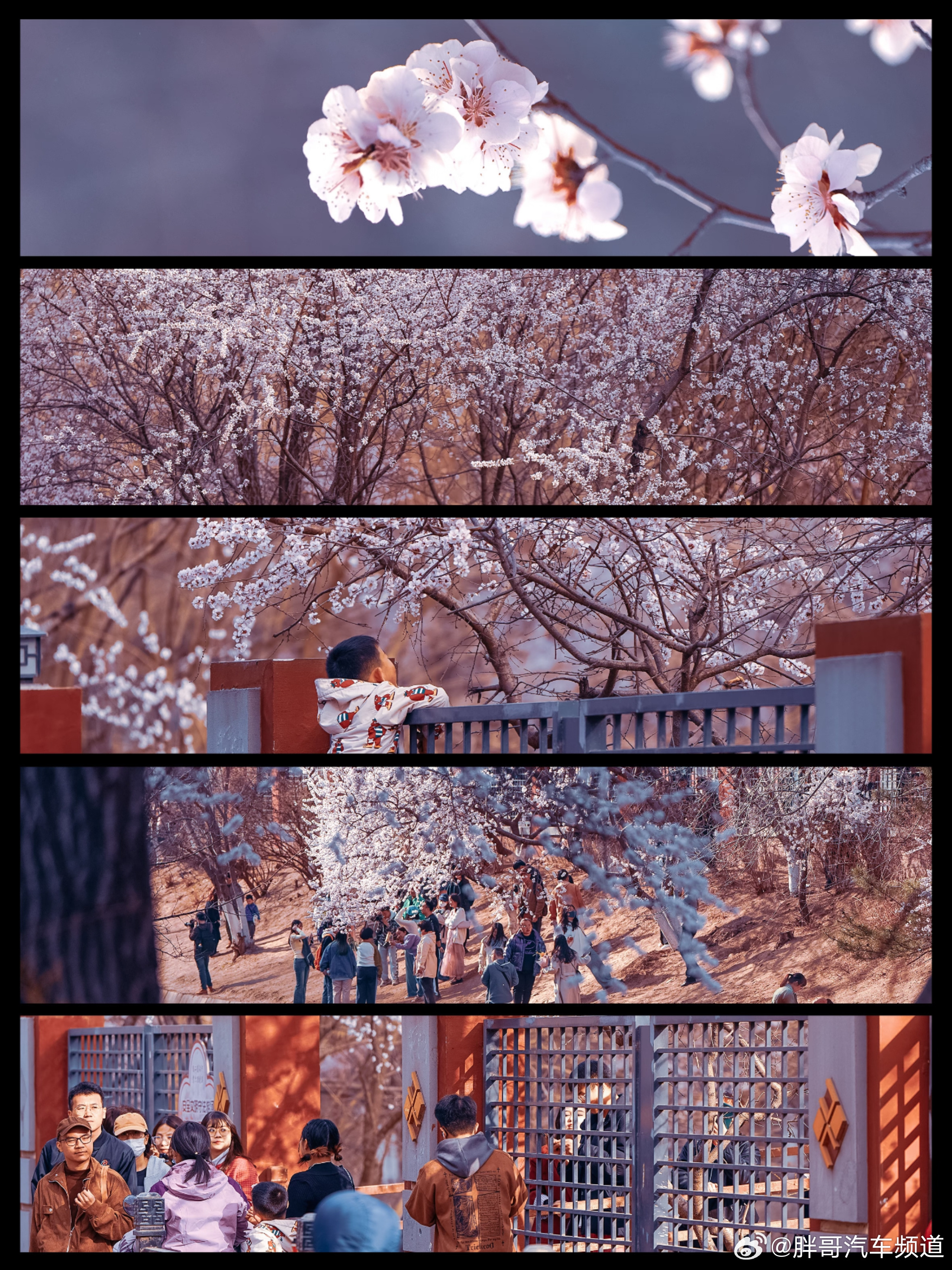 胖哥汽车频道 春天很美好~但能不能放过过敏的孩子们鸭 大V聊车 我和汽车的日常