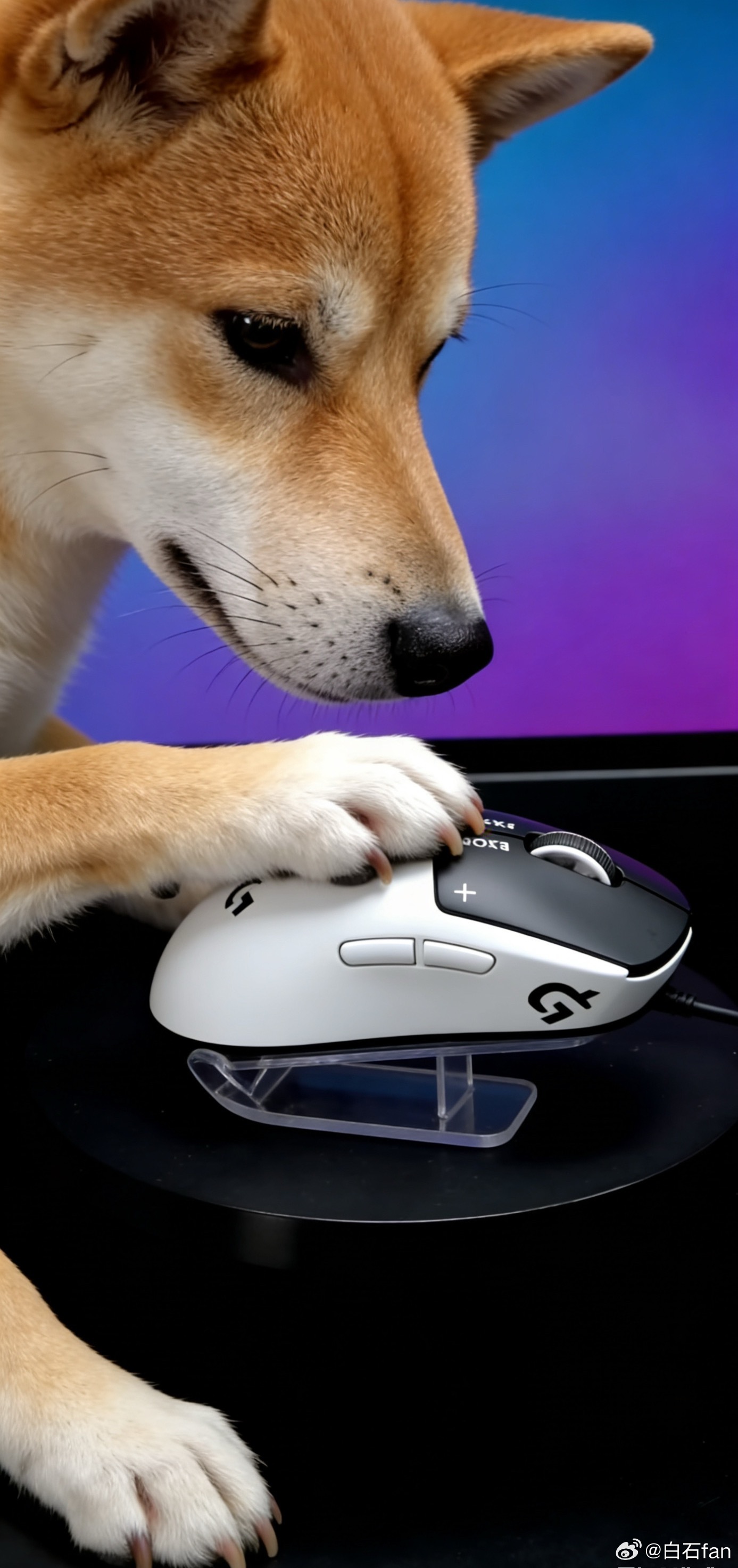 罗技侮辱消费者 不知道什么品种的狗才能用上GPW3罗技回应发布侮辱性广告