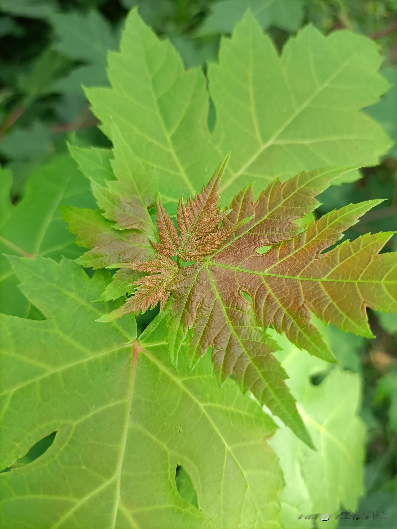 岁月匆匆，山河入秋。一缕微凉，几分清欢。愿我们迎着秋风，喜乐常在，日子温柔，万事