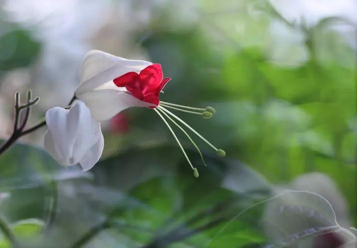 龙吐珠花
龙吐珠这花名听着就透着股祥瑞！白萼裹着红芯，像玉蚌含珠，又似龙口吐宝，