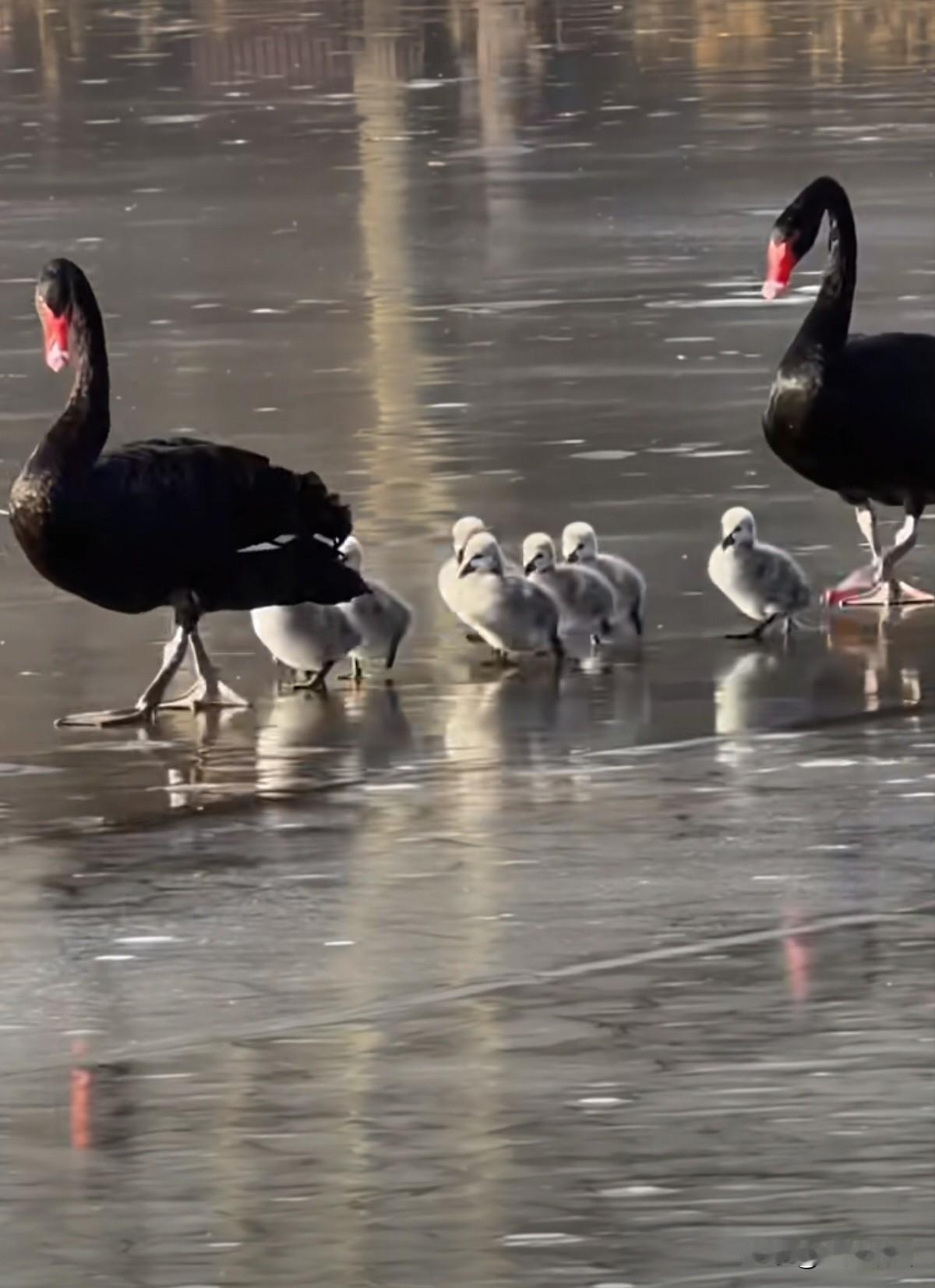 今年冬天的不同虽然北京的冬天好冷，但是在北京圆明园曲苑凤荷景区，看见暖心的场景，