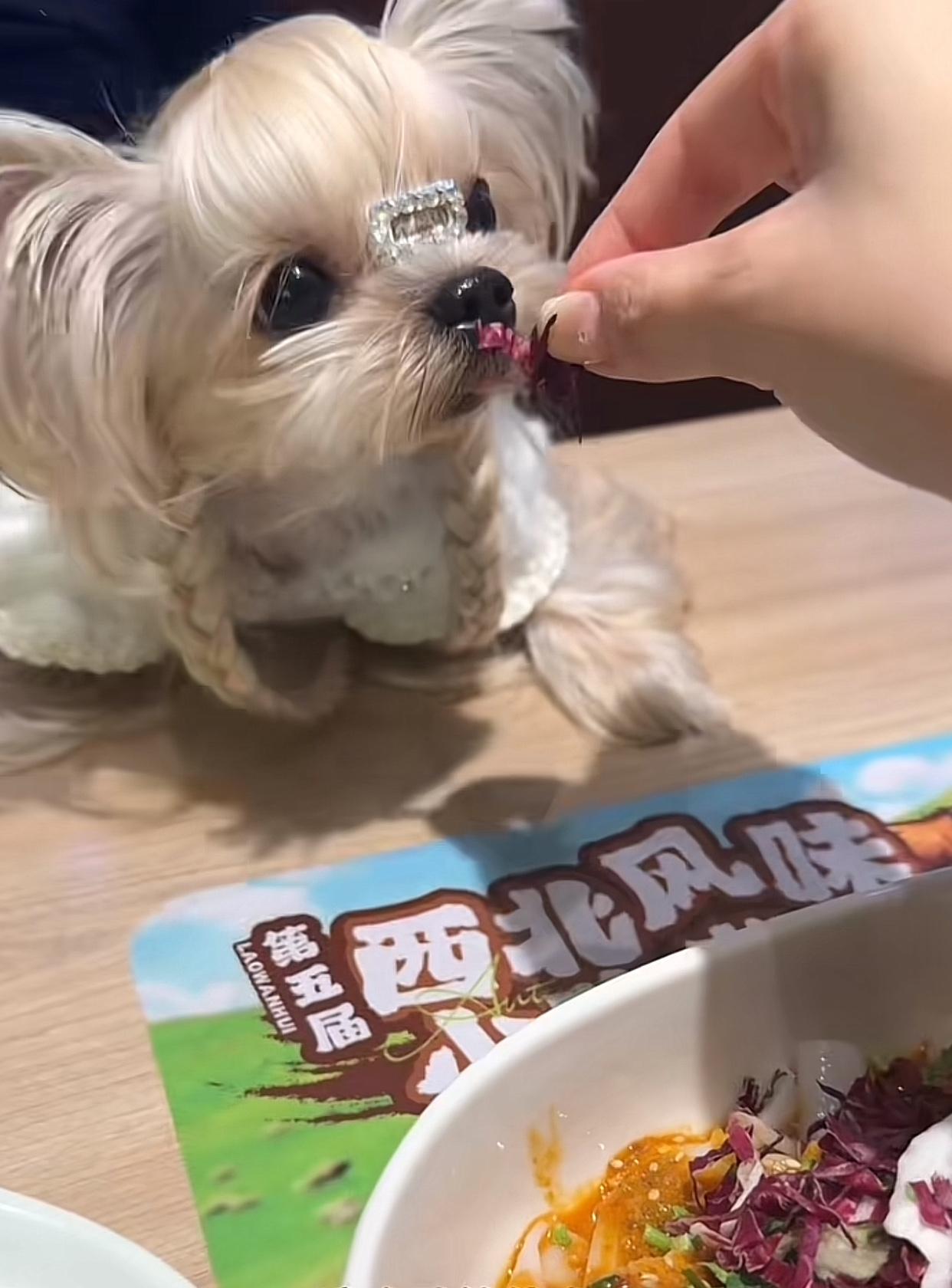 宠物狗上餐厅桌目前陷入了一个死循环：宠物主带狗吃饭+餐厅不阻拦+其他顾客不想吵架