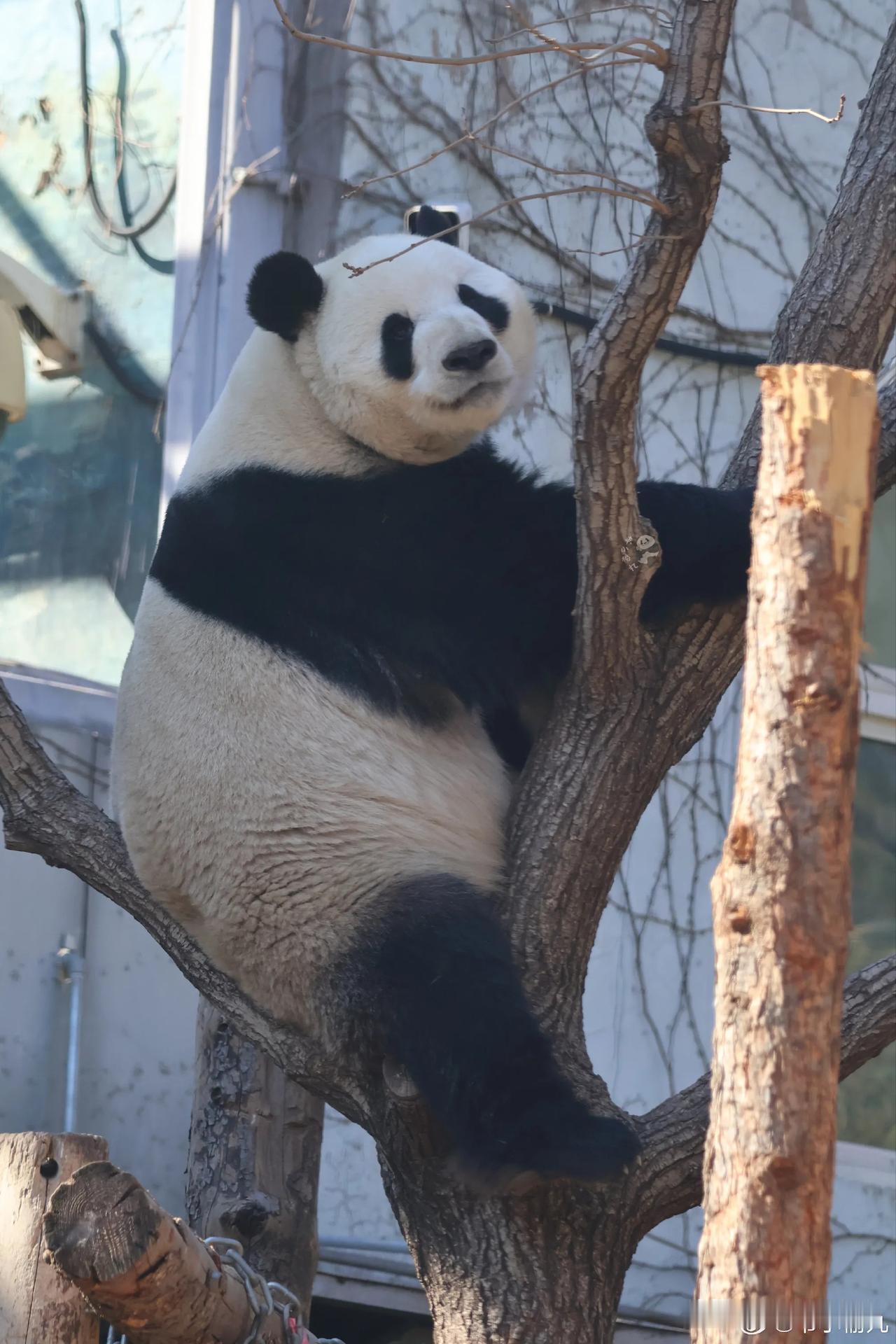 晒图笔记大赛萌兰，如果是人类，应该真的可以上清华了。