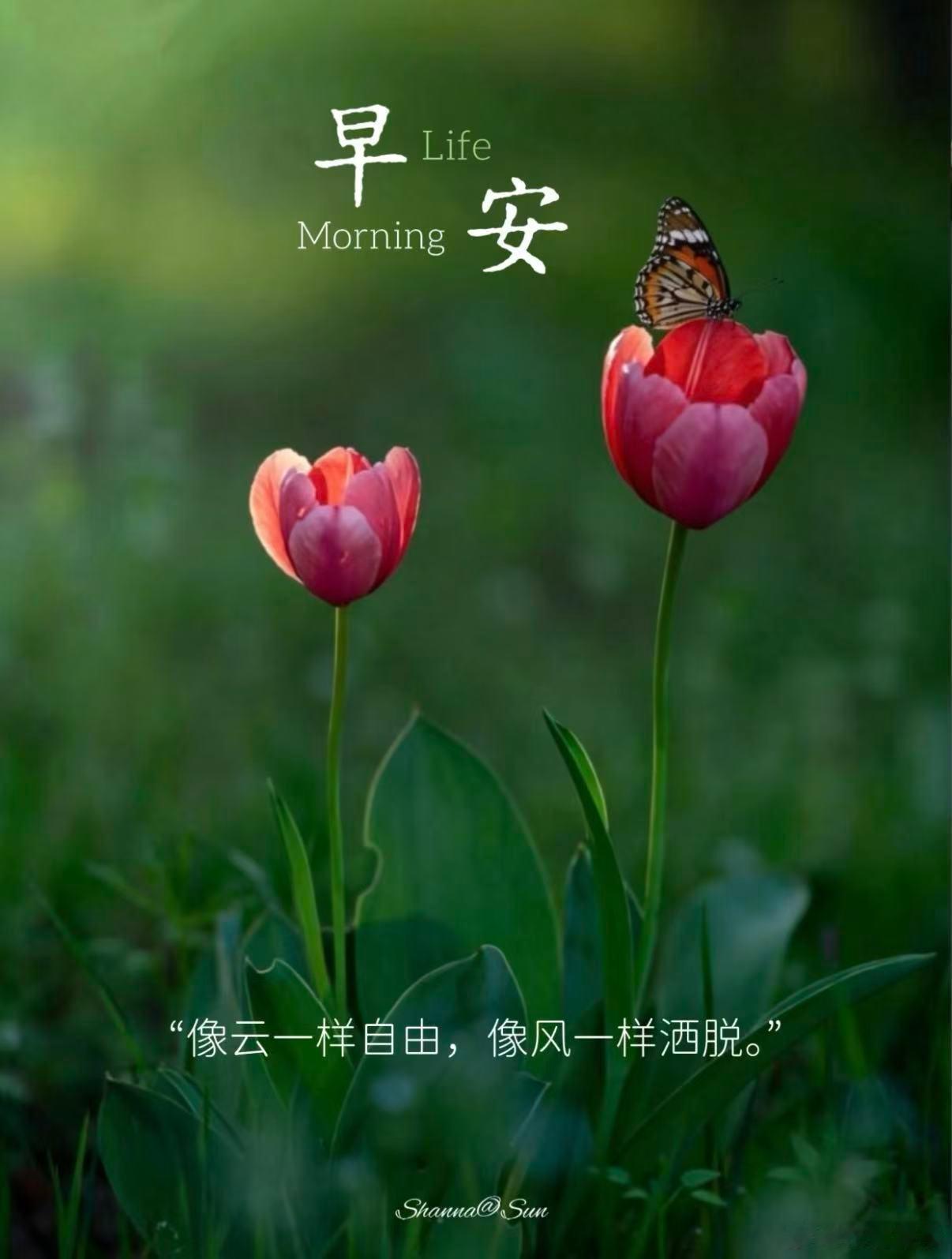 宽窄思语 一朵含苞，蕴藏着无限生机；一朵盛放，引来了斑斓的蝶舞。花不争不抢，却引