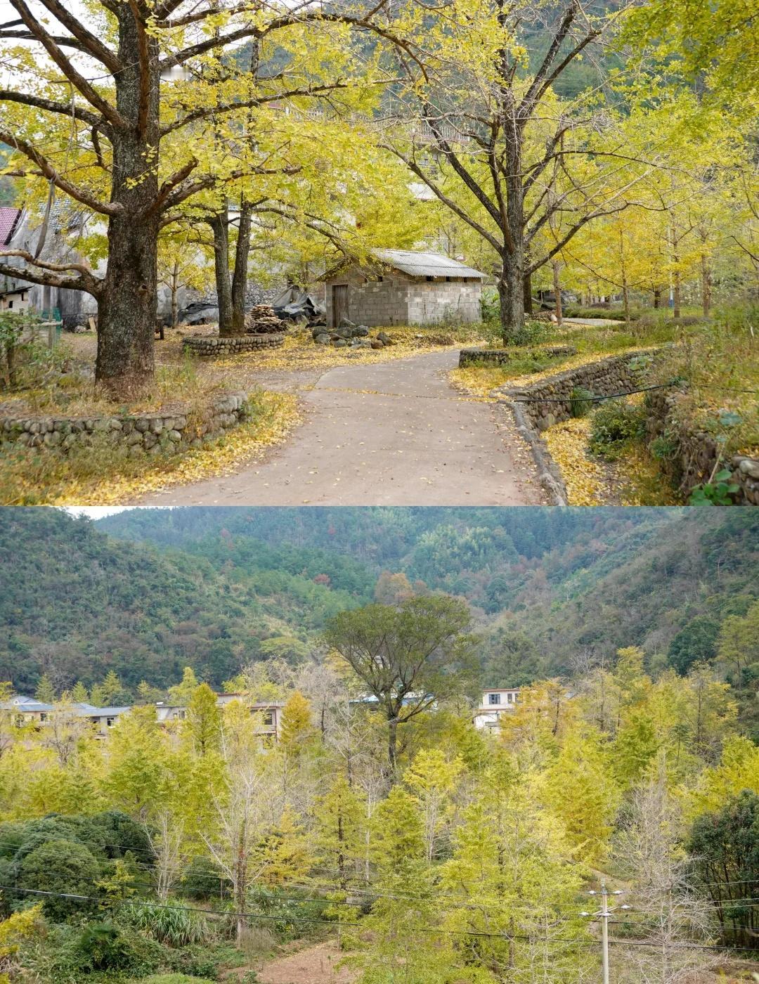 11.18桂林银杏实拍未调色-漠川乡的三个村
今天从永州自驾到桂林追银杏。
今天