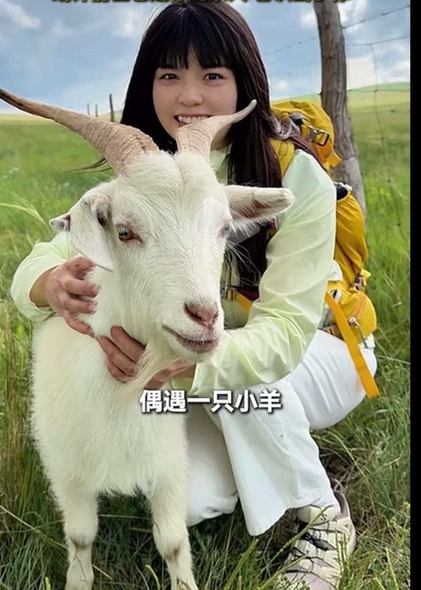 茫茫草原只认准她一人，小羊含泪追车不肯放手，姑娘千里回头带走它。
 
内蒙古赤峰