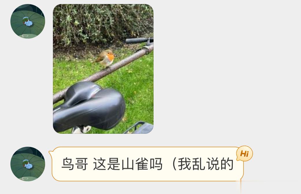 #鸟粉投稿# 圆滚滚的知更鸟好胖一只～ ​​​