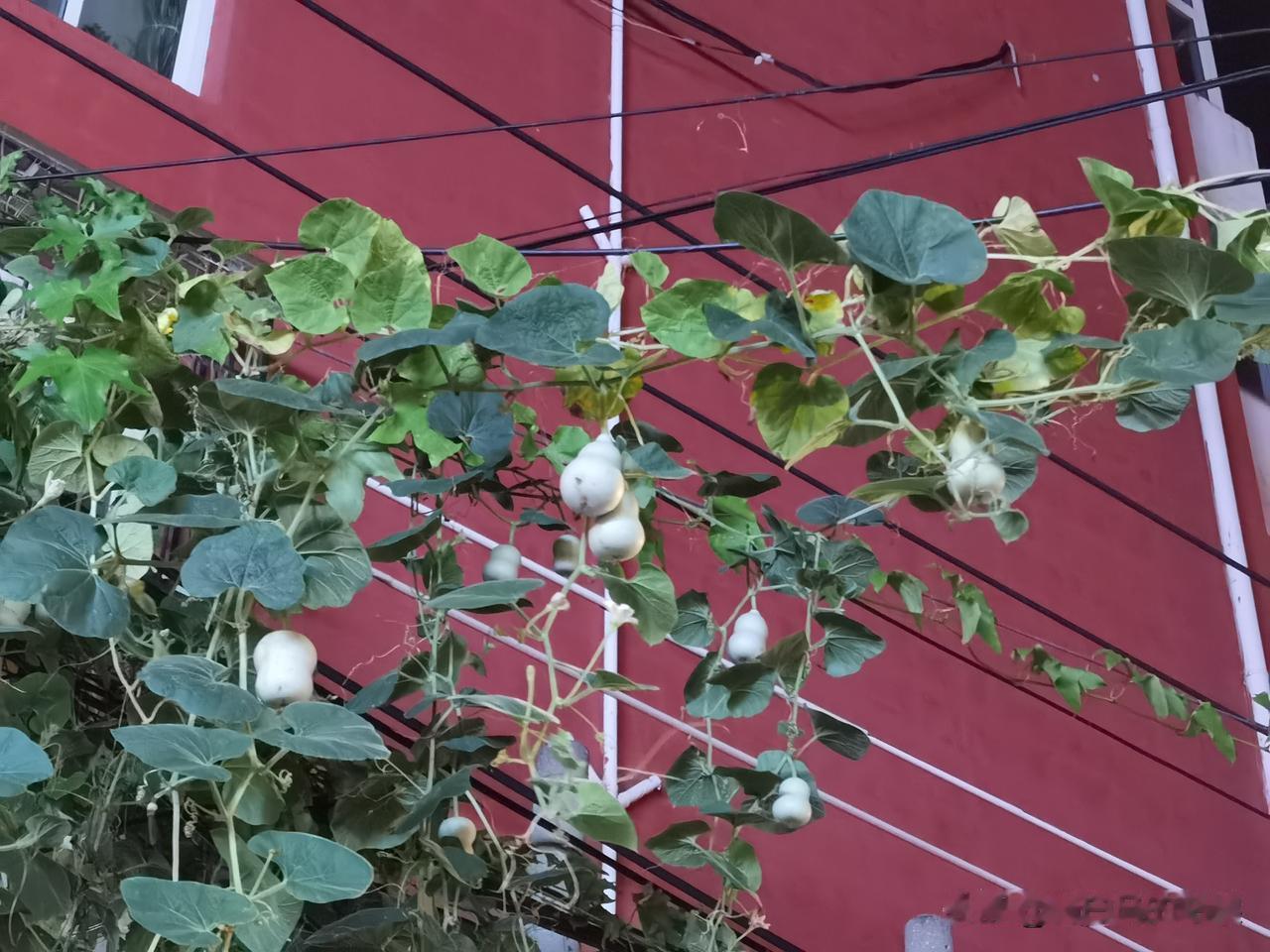 北京的葫芦