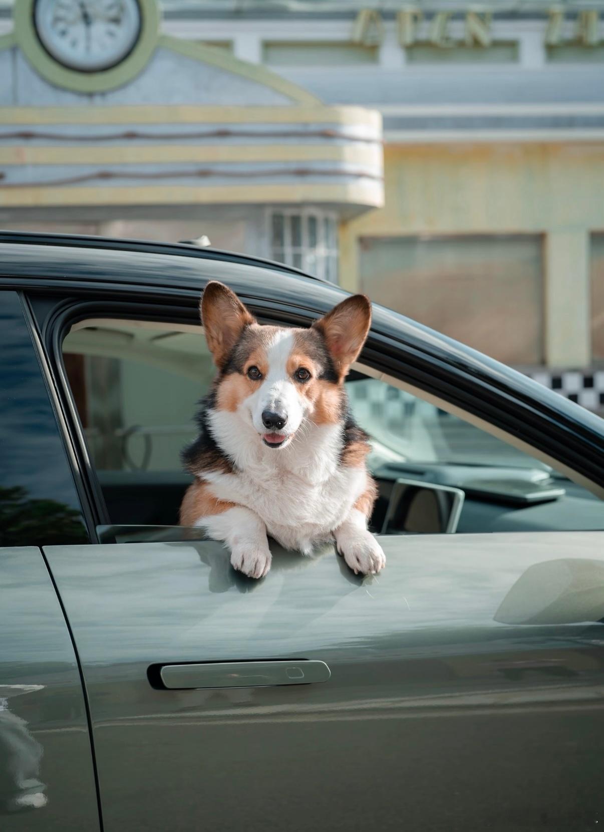 以前人们选车时主要关注油耗、价格和品牌，现在越来越多的车主开始将宠物需求纳入重要
