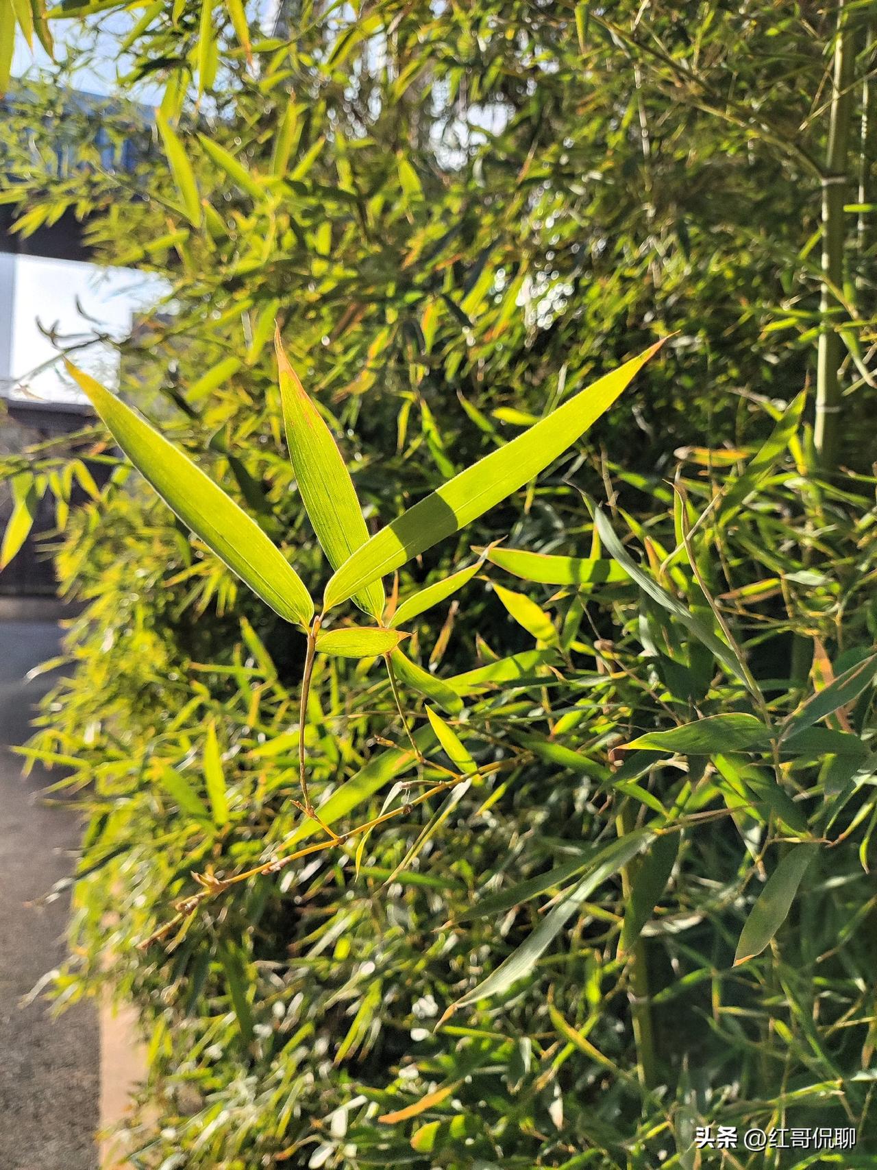 《滕王阁序》有“睢园绿竹气凌彭泽之樽”，看看这绿竹，一个冬季在北方依然绿意盎然，