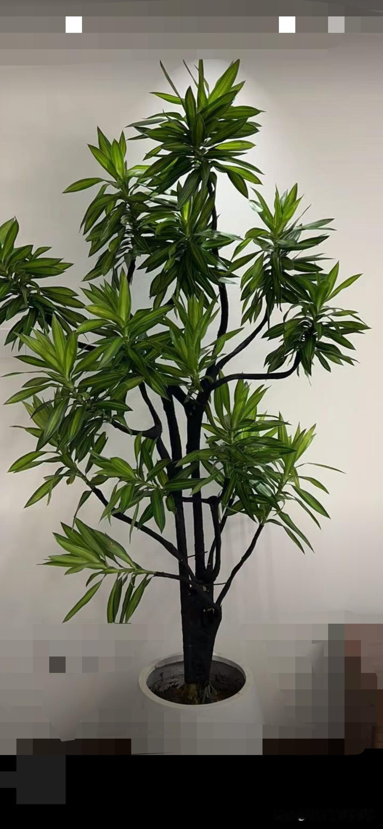 大家感觉百合好养吗？

百合竹颜值高，寓意也好，大家都养的怎样？这是我养了三年的