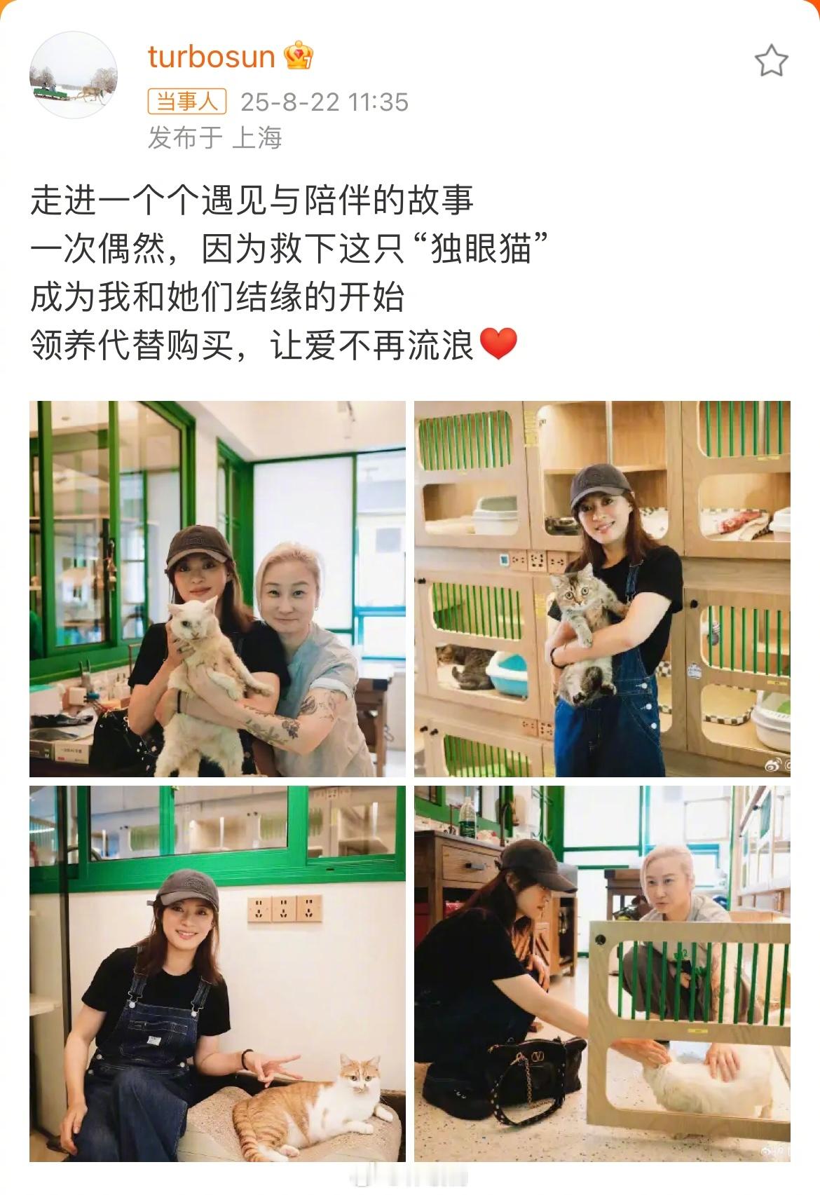 孙俪领养独眼猫孙俪领养救助流浪动物，不是第一次也不会是最后一次，人美心善，用爱意