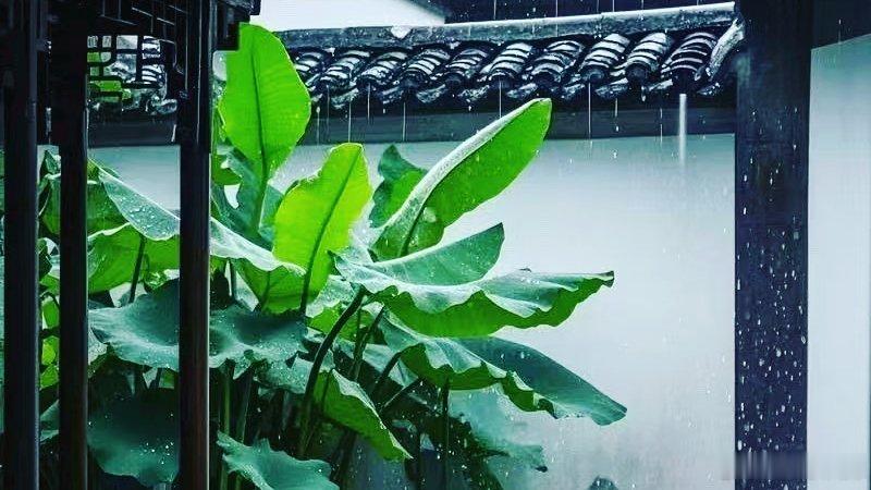 荷塘感悟🌻🌻🌻老家是故乡，更是叶落归根的地方。可是从我考察的名人，名家，伟