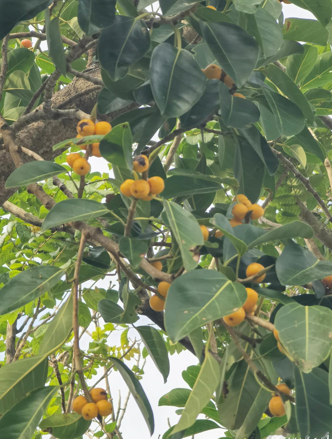 中原欲大雪，南粤仍艳阳。