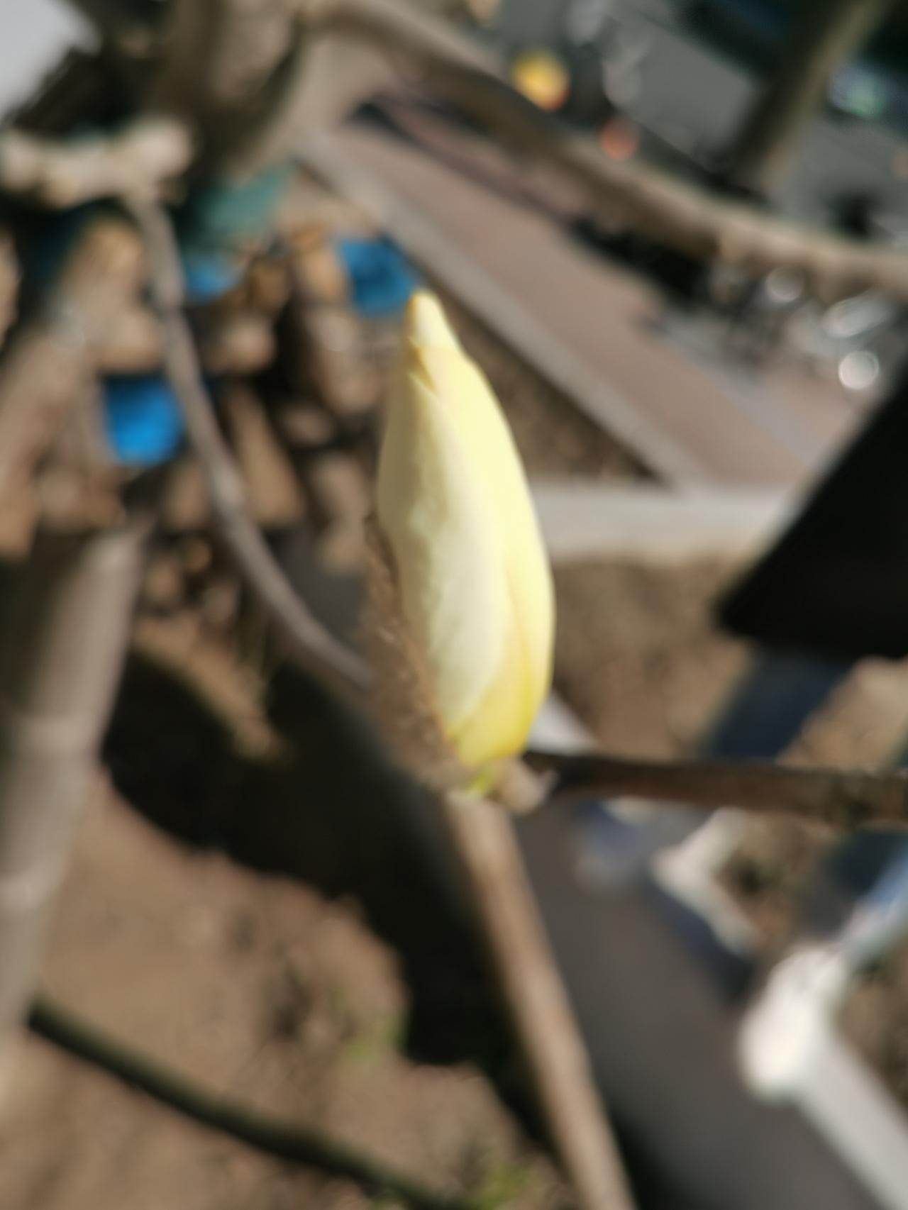 春日暖阳下，绽放的花蕾悄然生长。🌸🌞