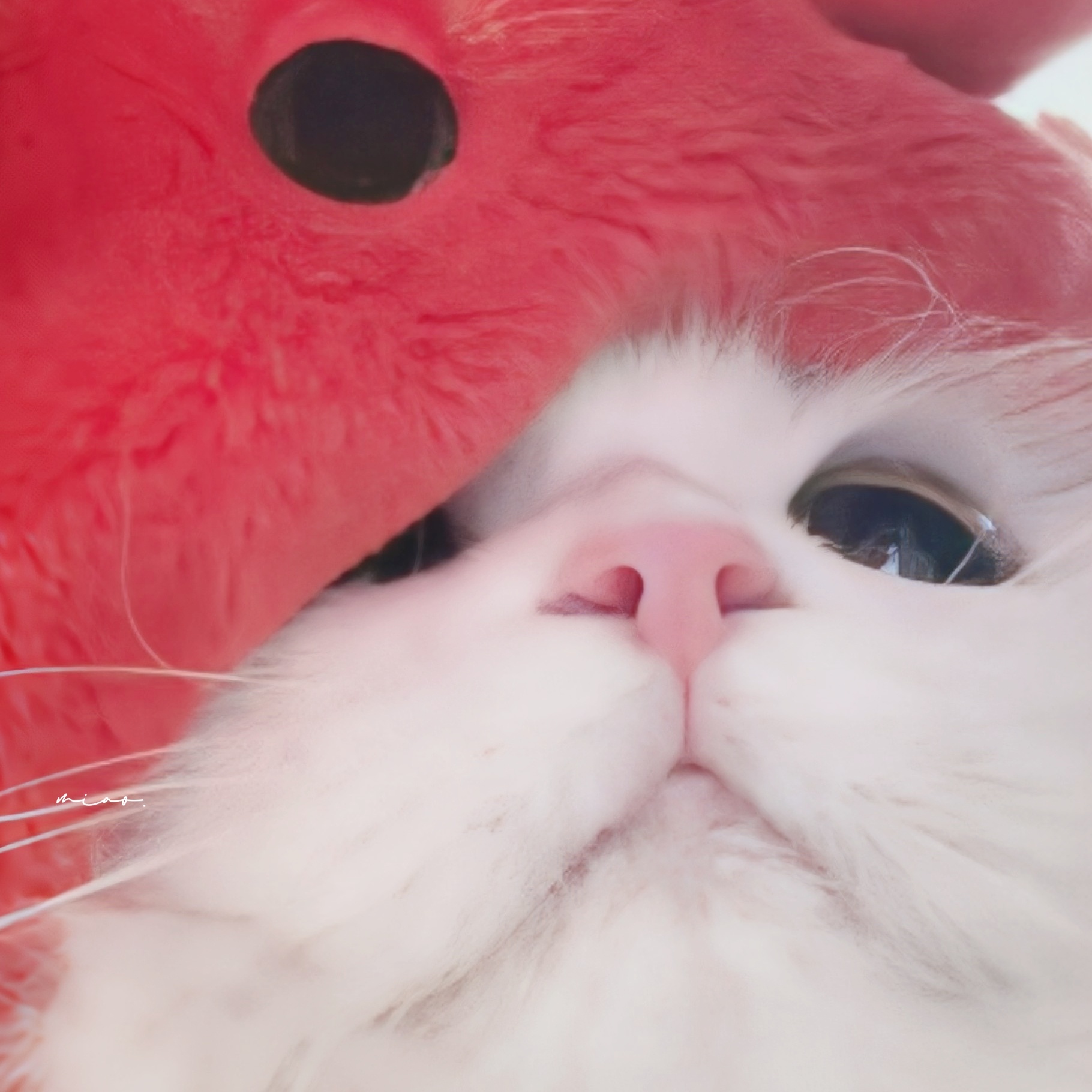 #猫咪##可爱# ​​​