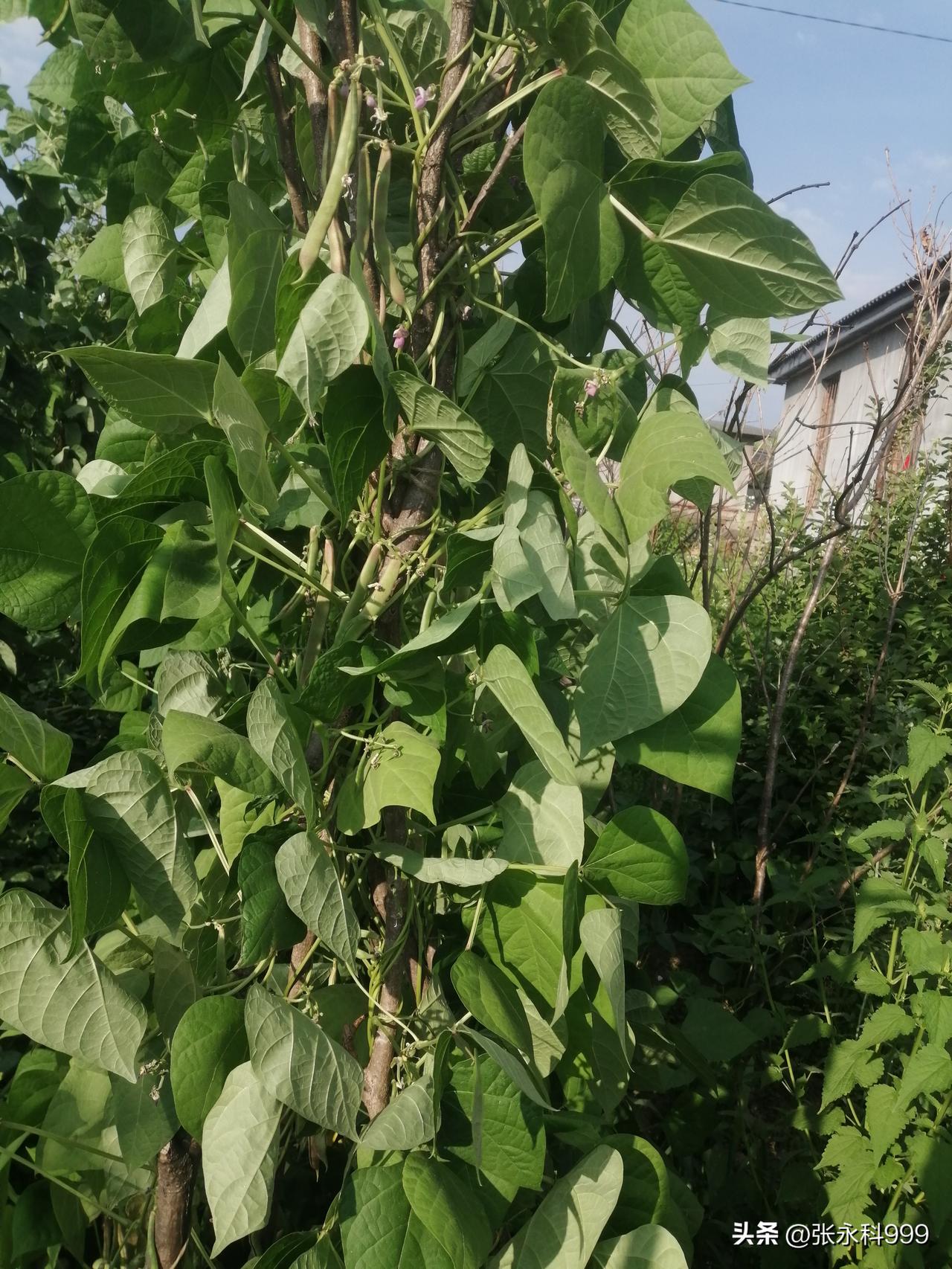 惊奇发现！芸豆往架上爬藤为什么都是按逆时针的顺序向上爬？过去在农村也没注意这个问