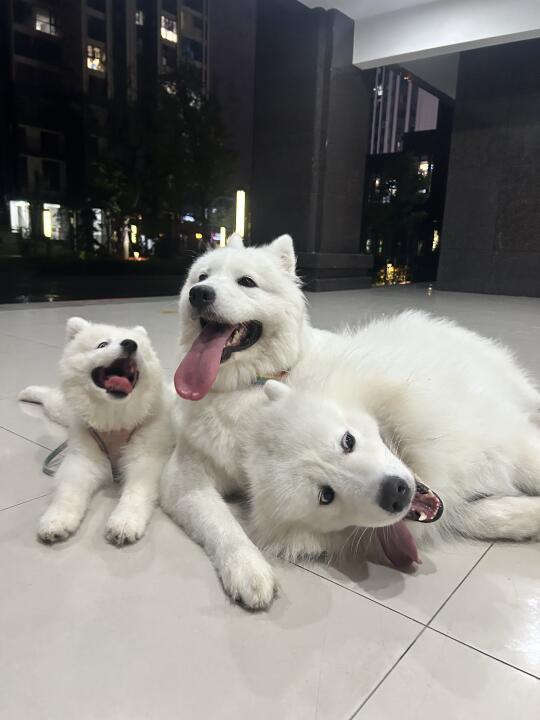 老婆贴贴！