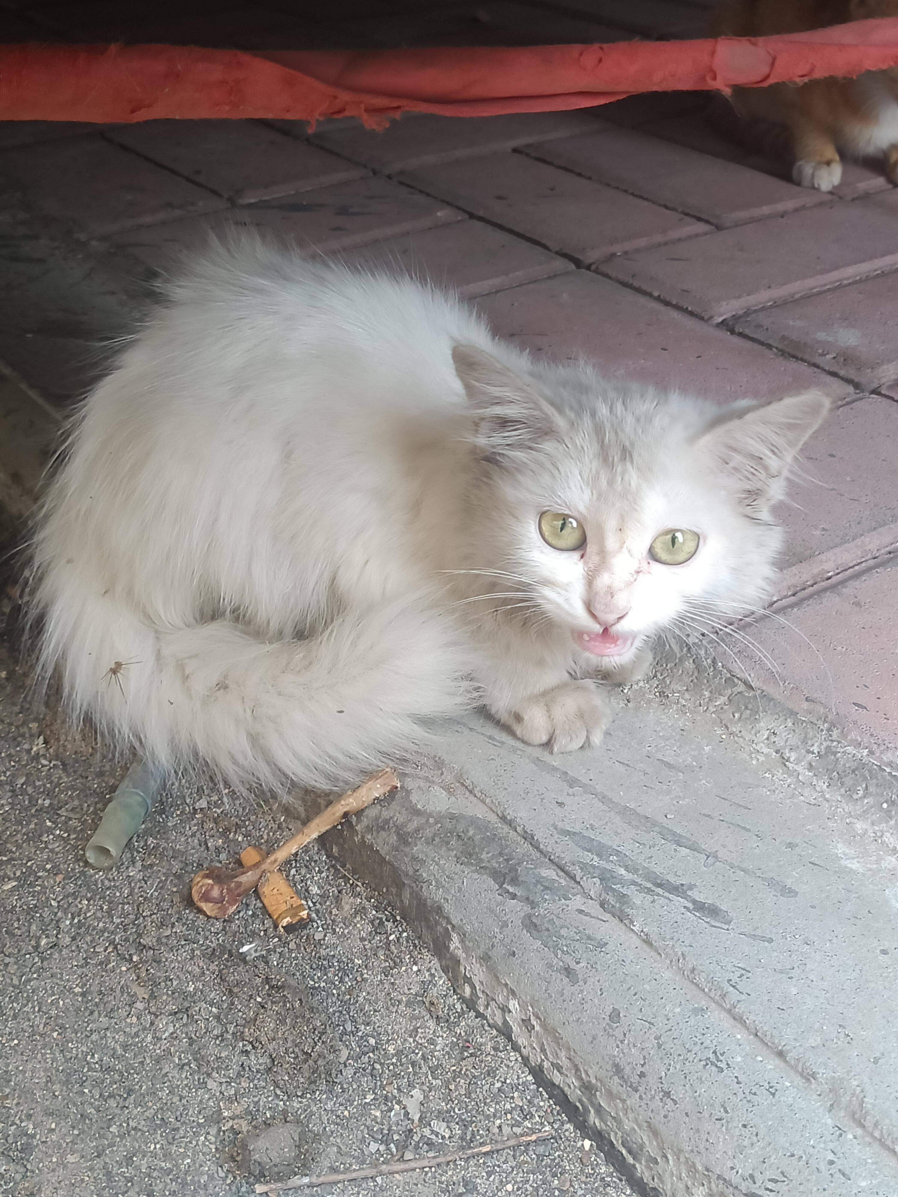 对猫责任大过于感情怎么办❓ ！！！ ​​​