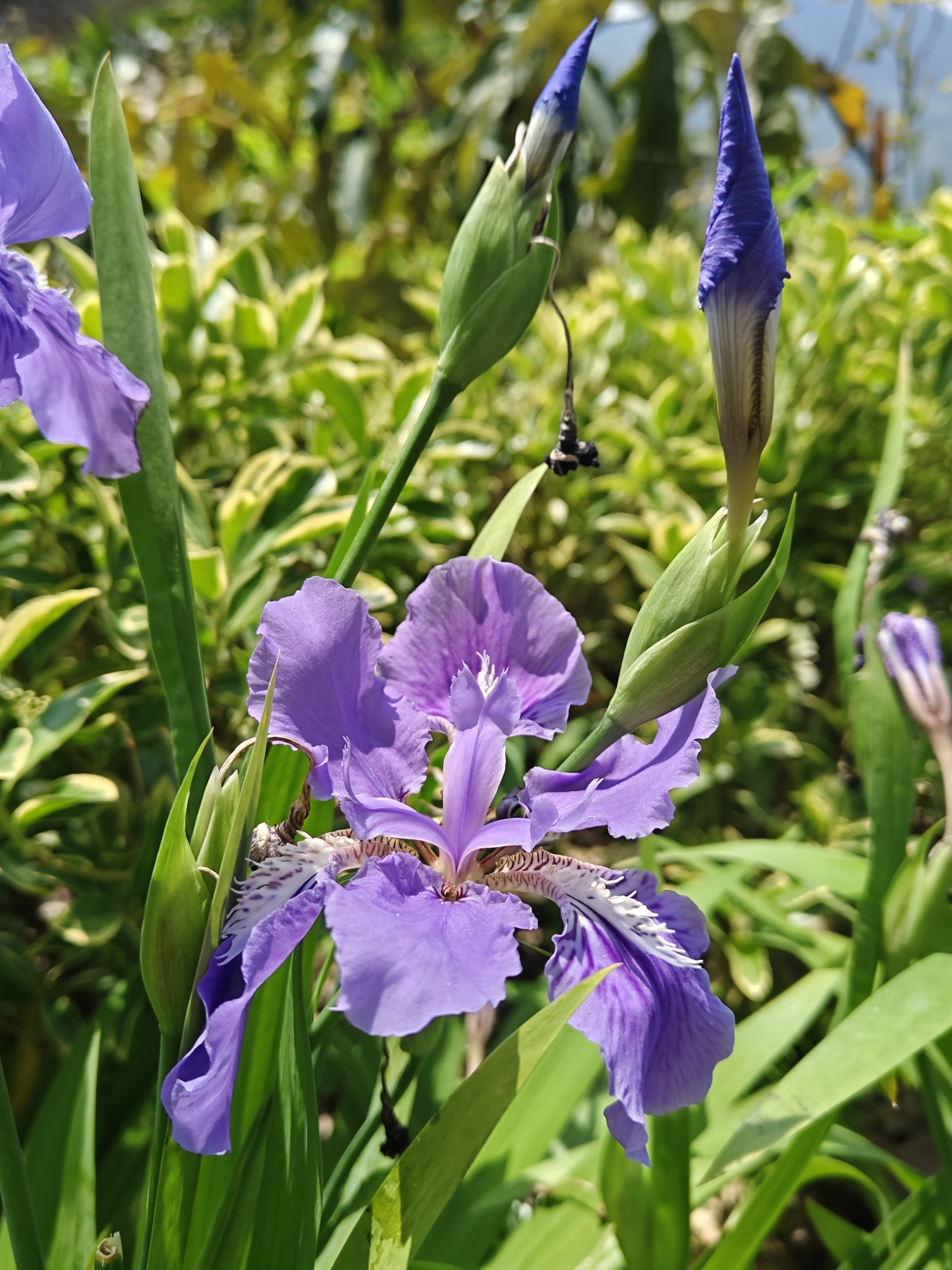💜下班路上被这抹紫撞了个满怀～花瓣像小蝴蝶扑棱棱的，连空气都变温柔了✨路边的鸢