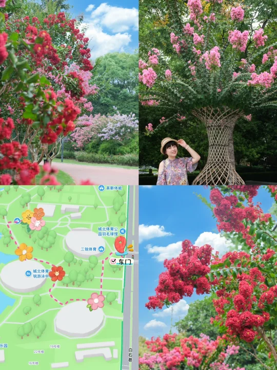 杭州城北体育公园｜紫薇花即将满开🐎好地图