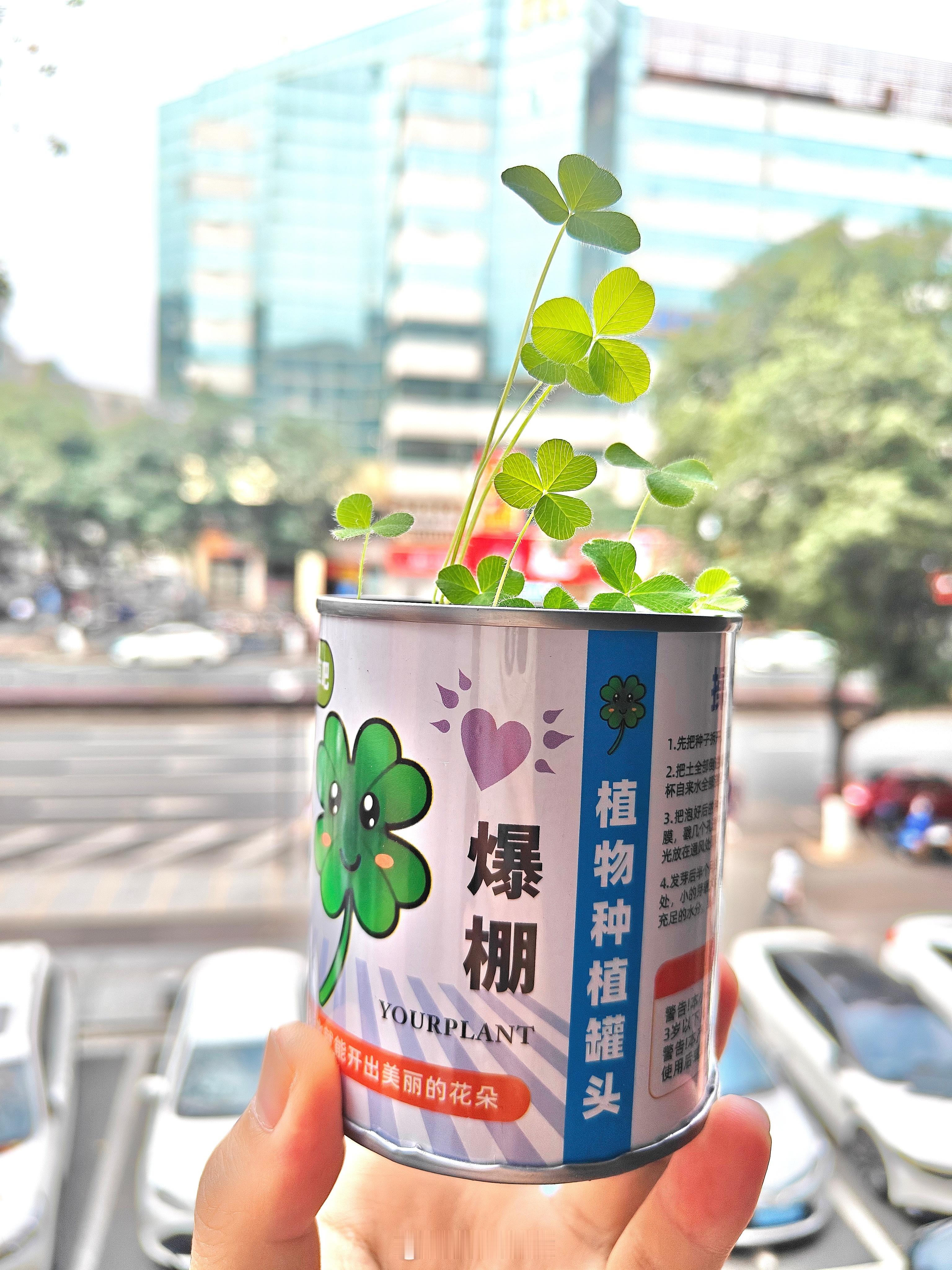 生活手记 种了三个月一个四叶的都没见到🥀 