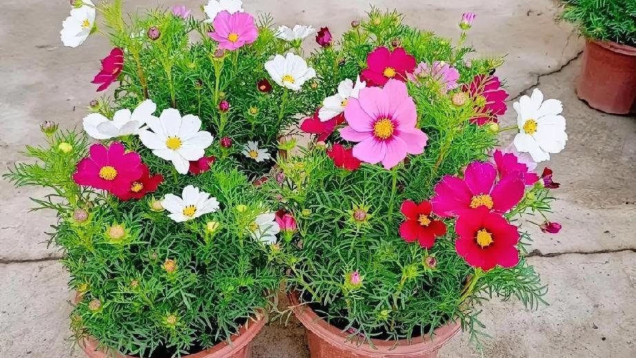 欧洲就是一盘散沙，他们根本就不会救格陵兰岛，顶多就做做样子，他们能阻止美国吗？阻