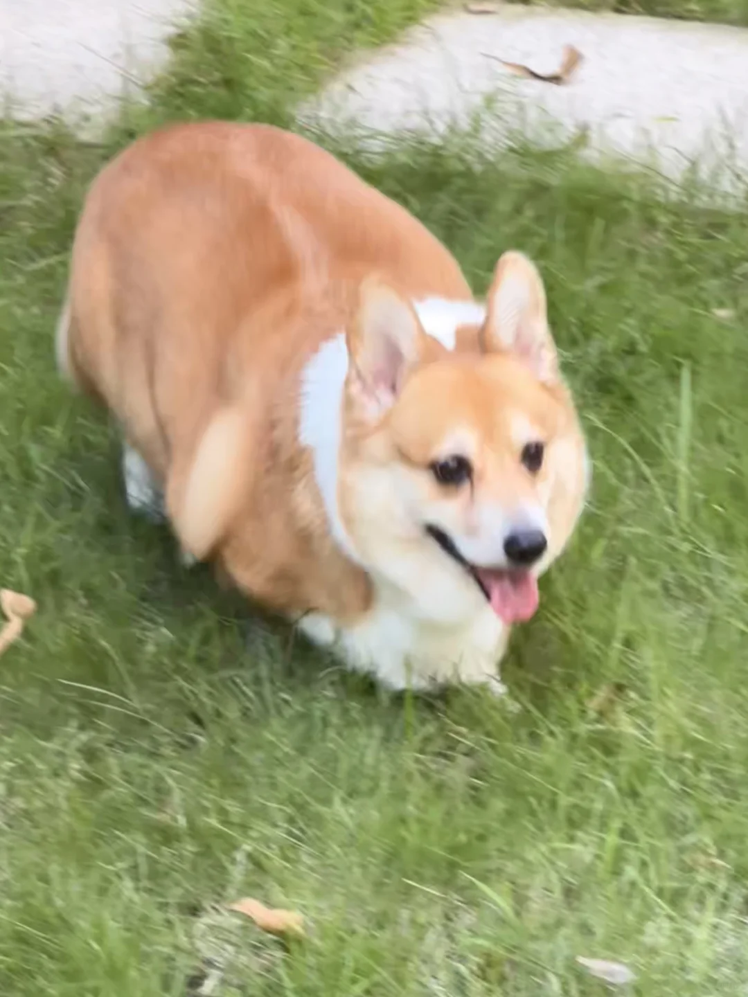 这是什么无脚大肉虫吗？