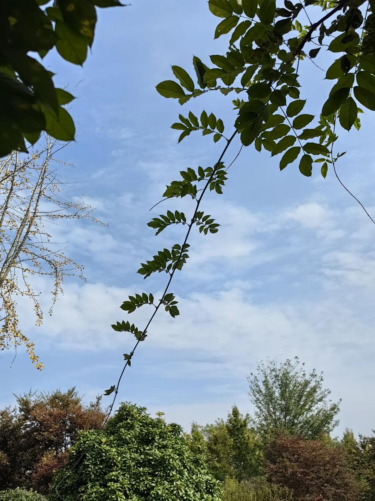 肚肠都要笑断了！哈哈哈！

“……特别是它的香味，有三段，香味前调是兰花香，腹有