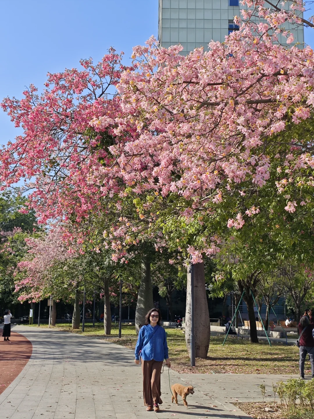 11.26实况🌸广州东湖异木棉美到失语！！