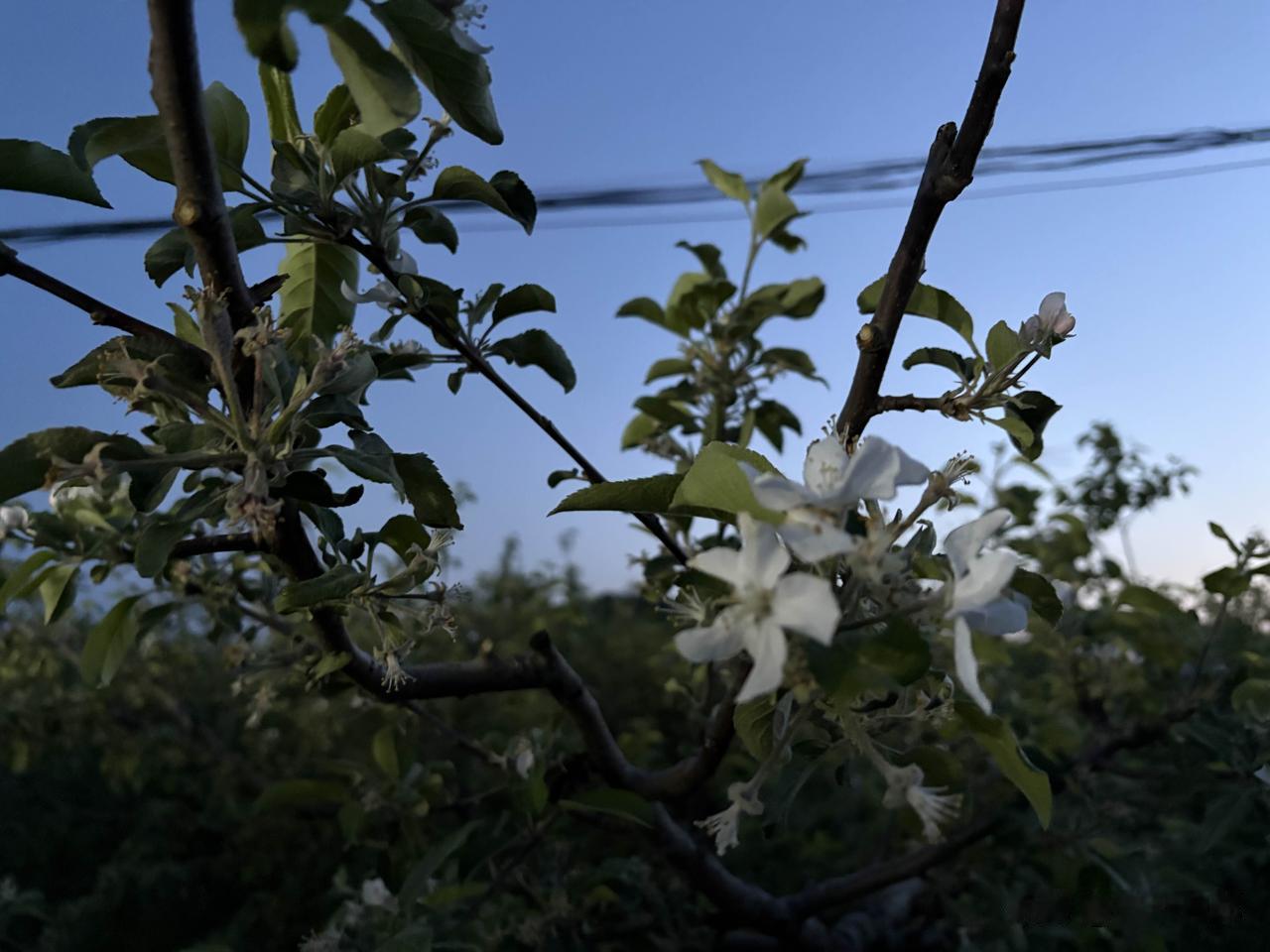 33、苹果花
/丹红小馆旁边的苹果树，黄昏来时，四周的山都无言的绵延，半月升起，